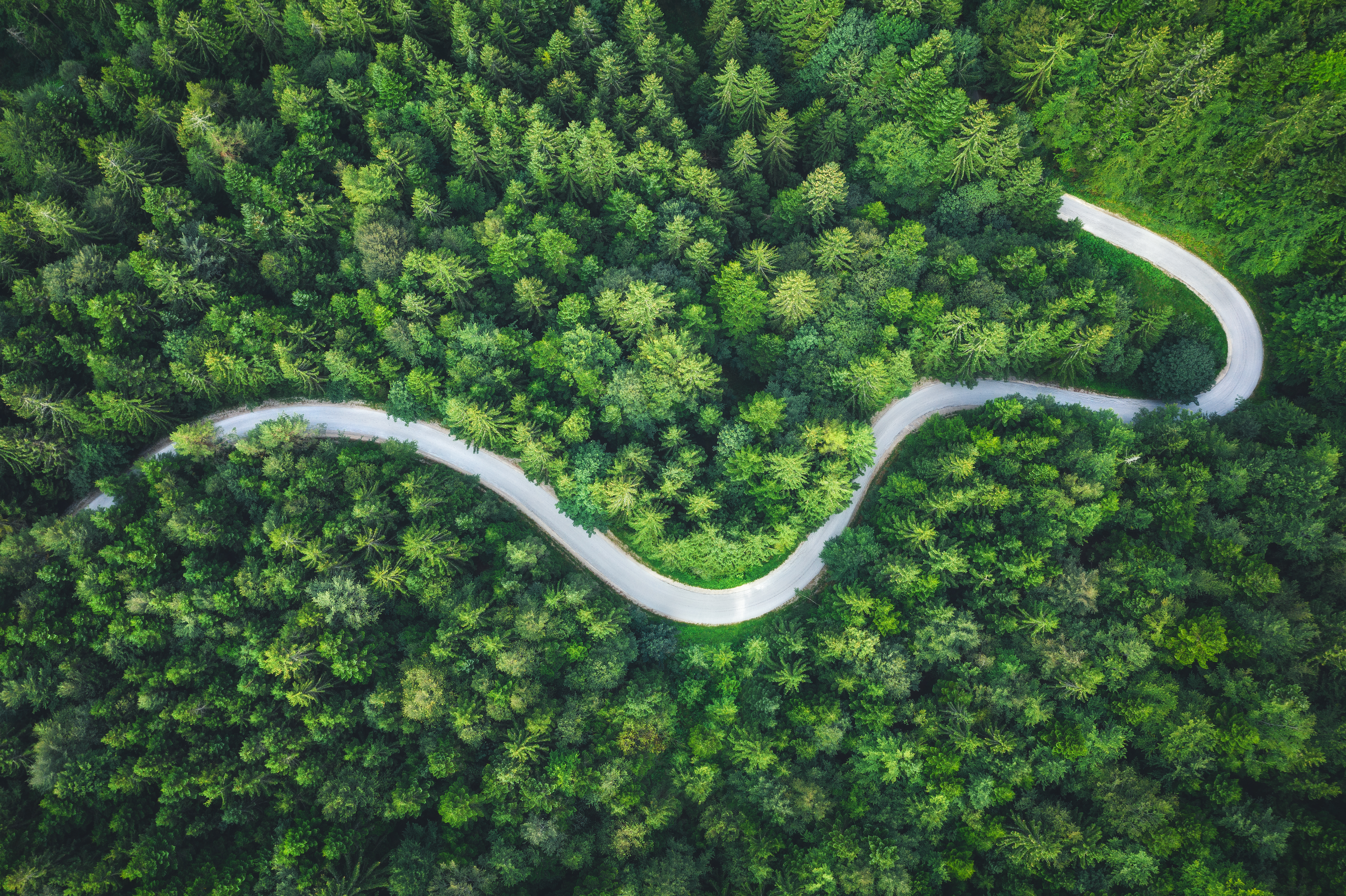 Winding road running through dense woodland