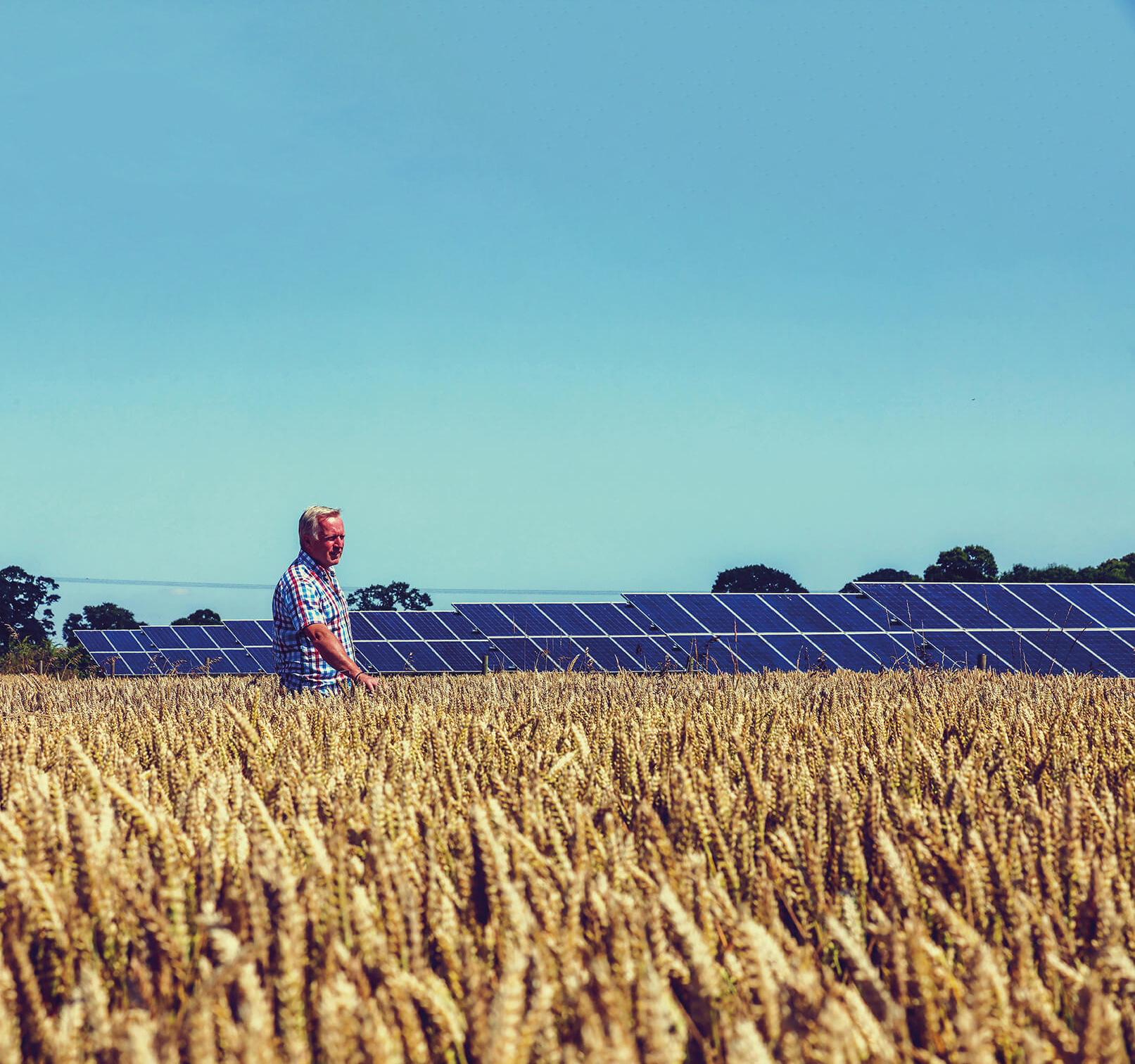 A man in a field of crop in front of solar panels