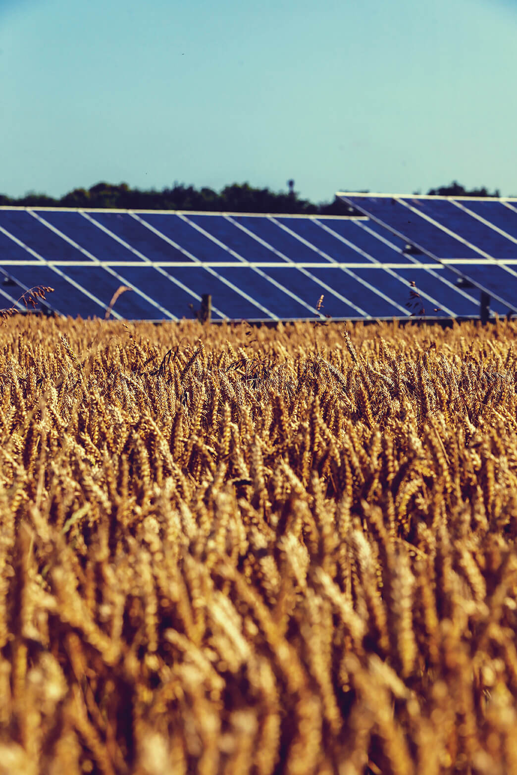 field with crop in front of renewable energy solar panels