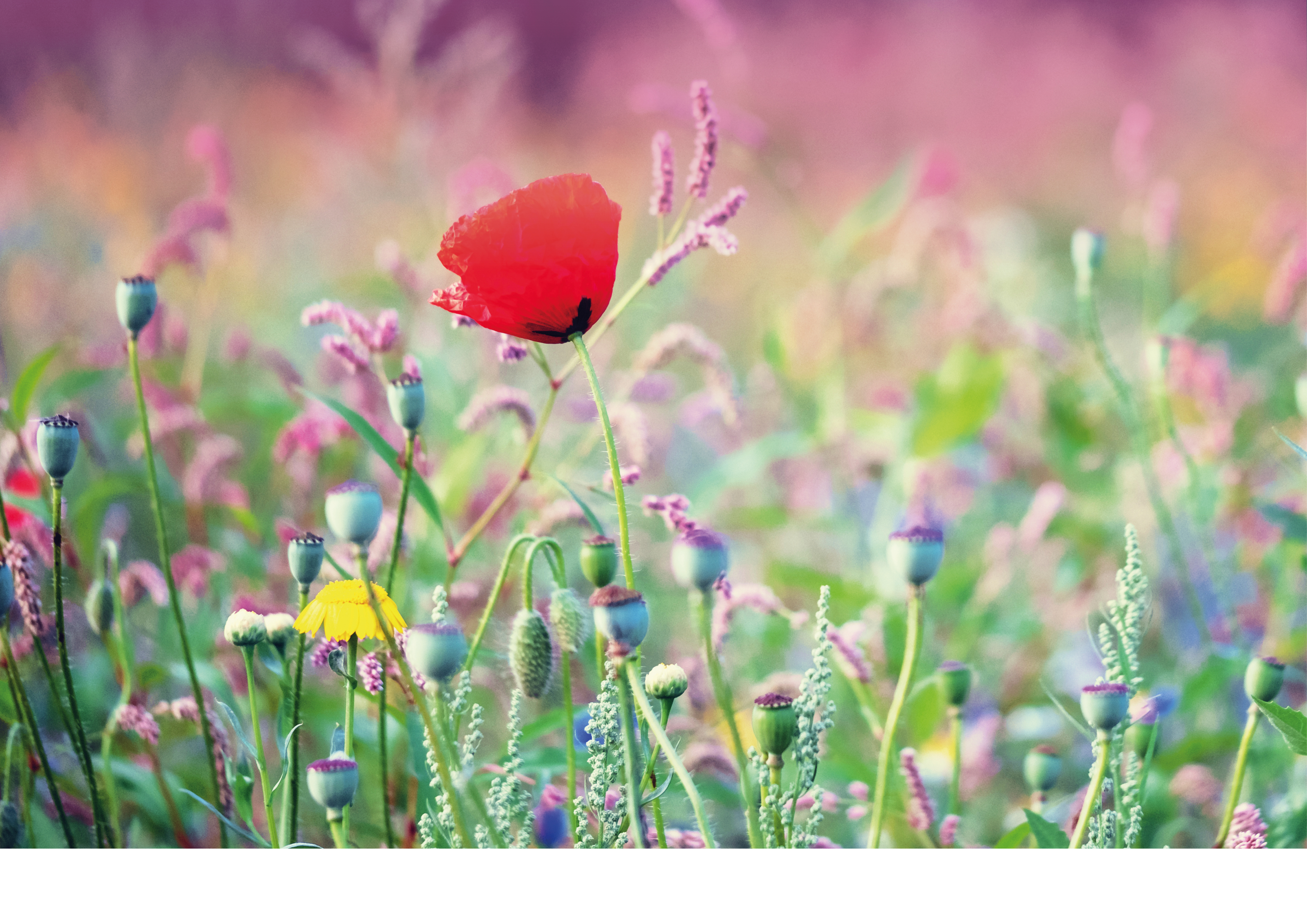 A photo of wild flowers including poppies and thistles