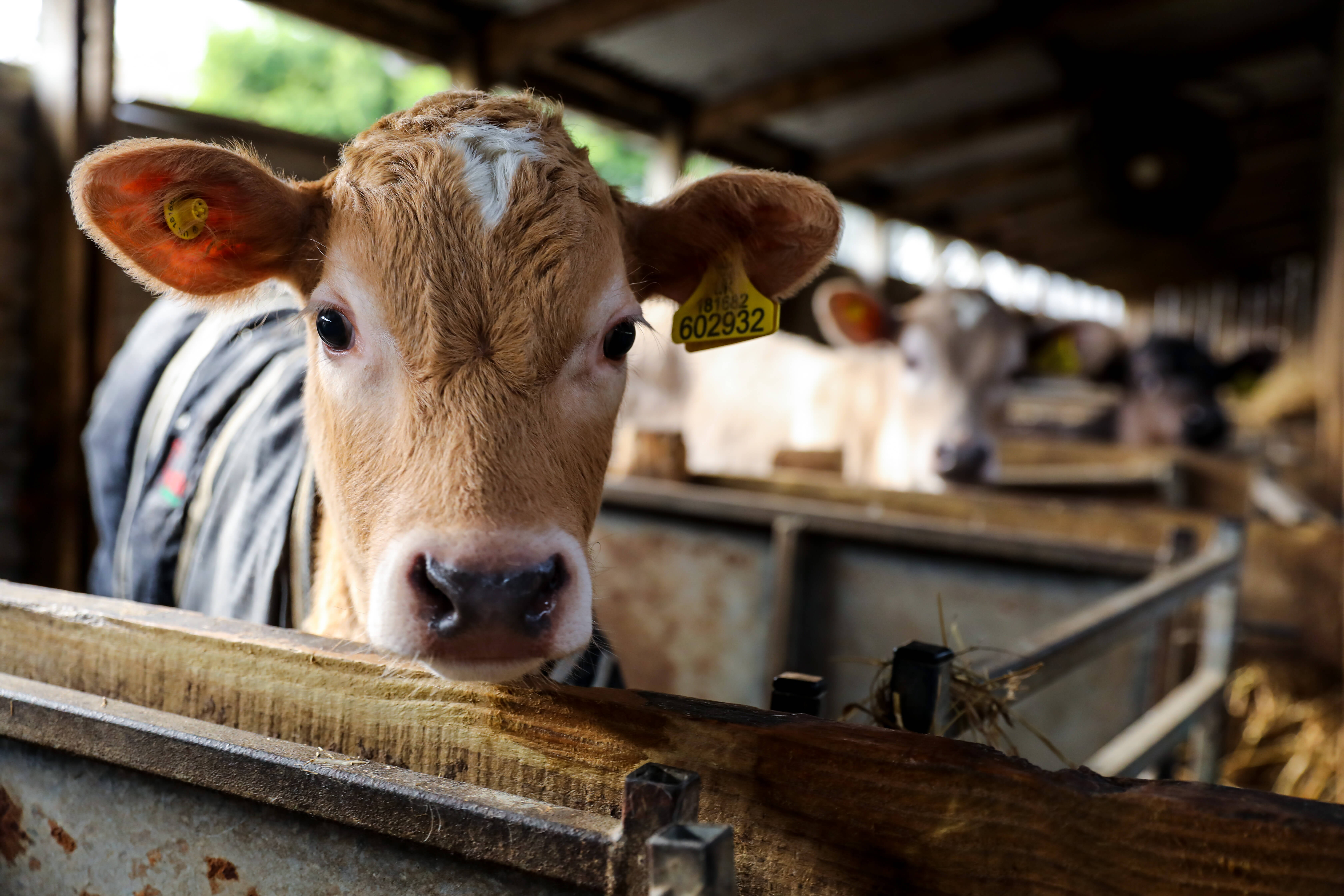 A calf on Tom Pemberton's farm in Lytham St Annes, Lancashire 
