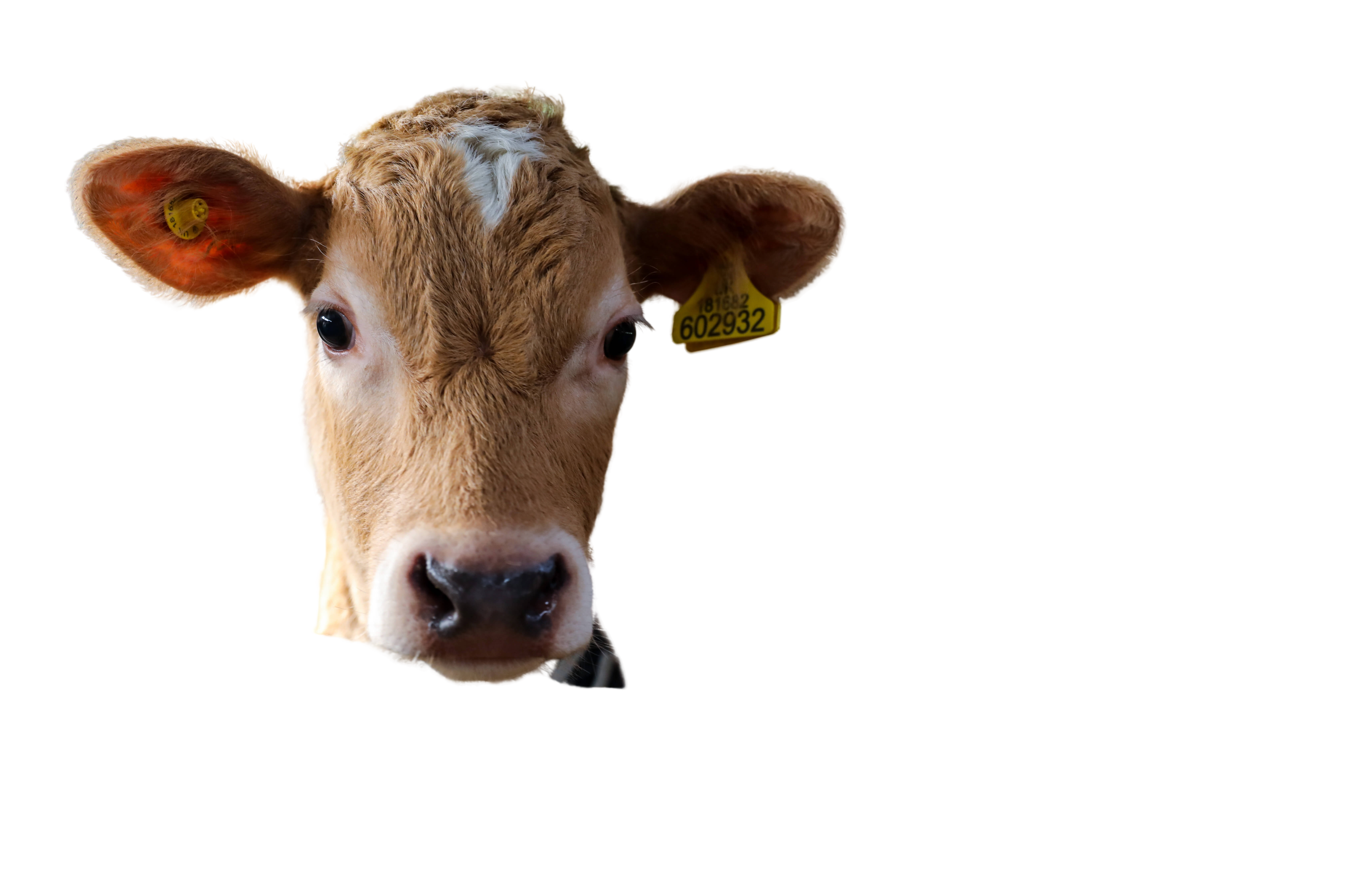 A calf on Tom Pemberton's farm in Lytham St Annes, Lancashire 