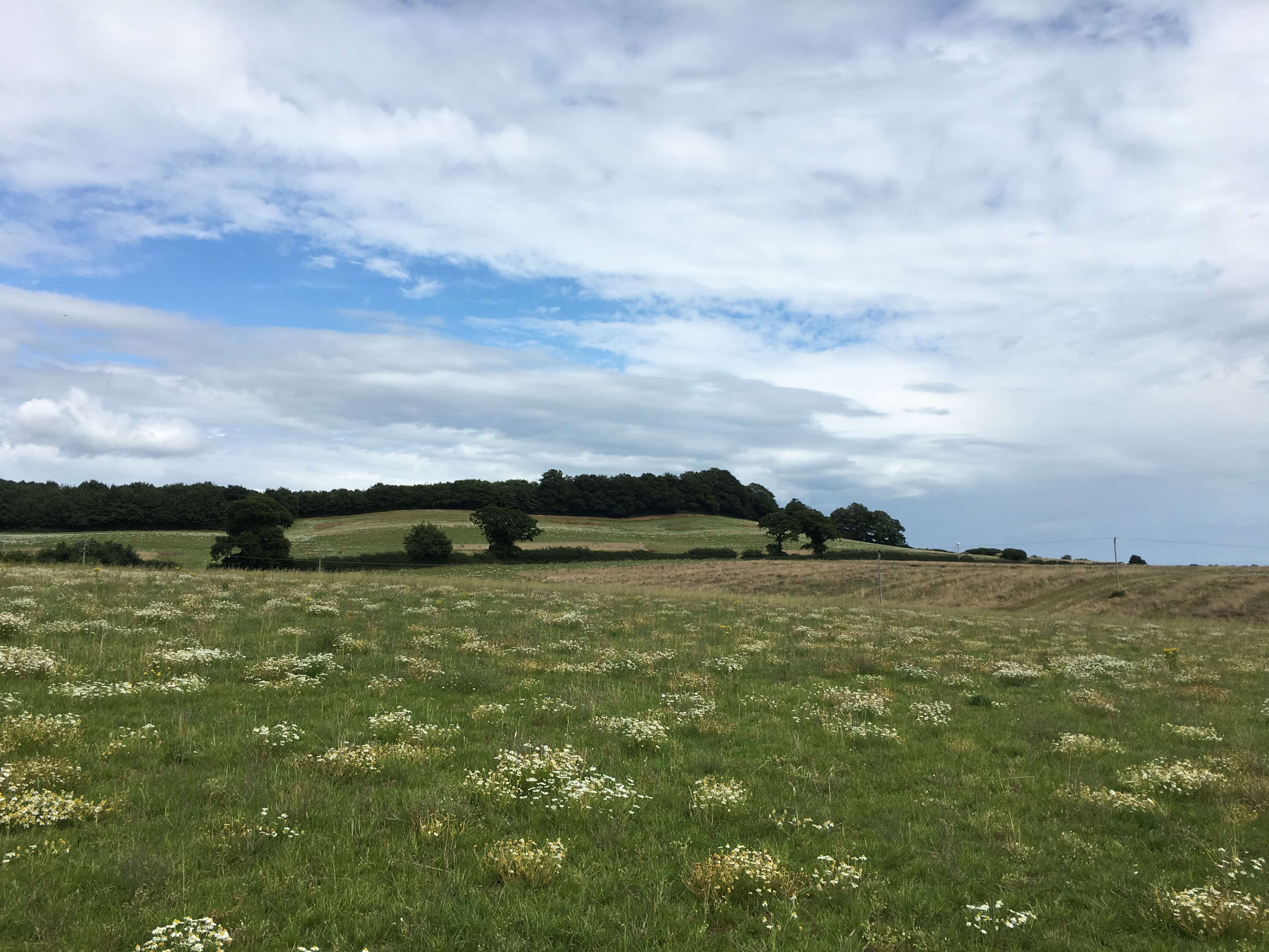photograph of rural landscape in devon with trees, blue skies and wild flowers in a green field.