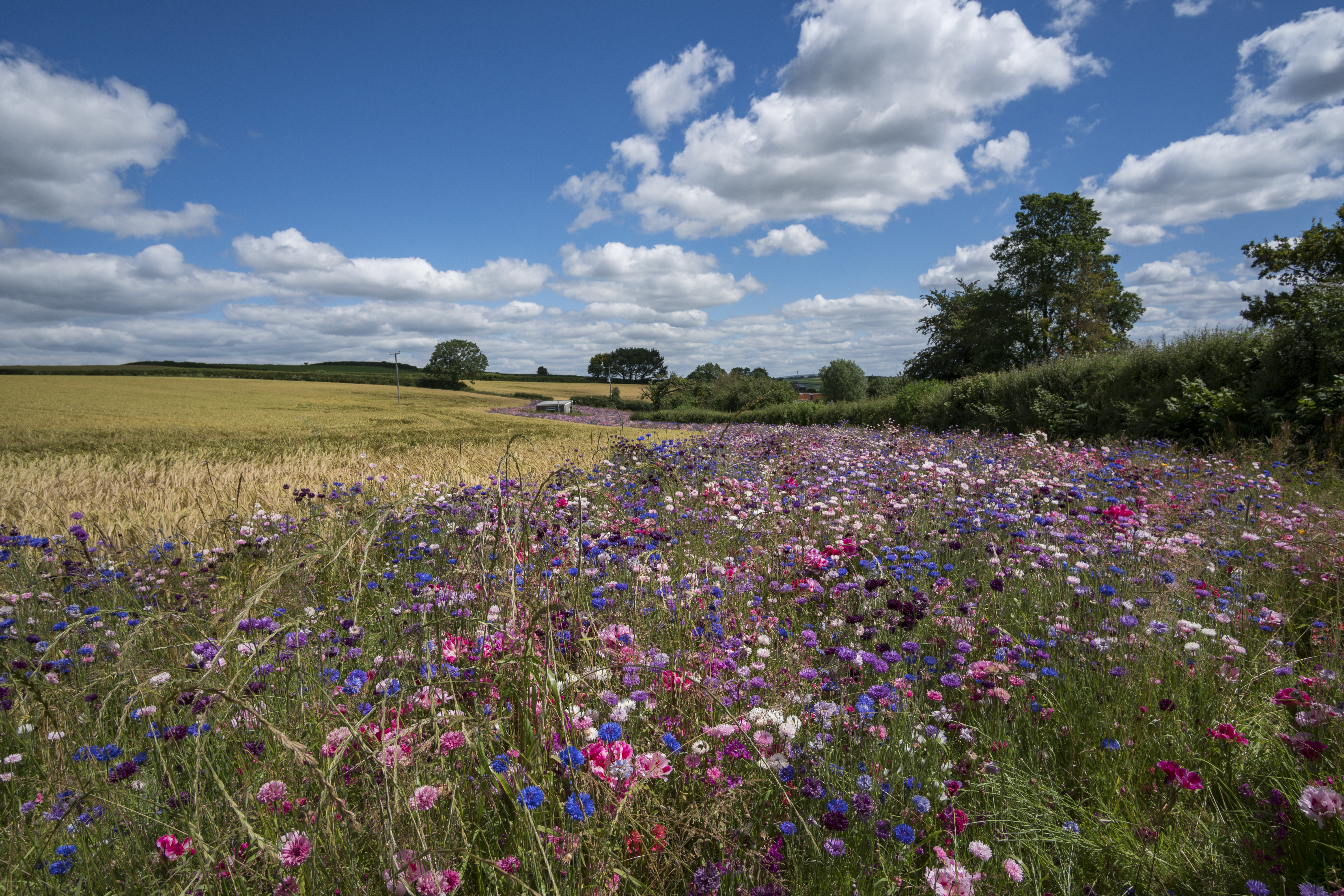 Beautiful wildflower meadow in the sunshine, Cornwall, UK