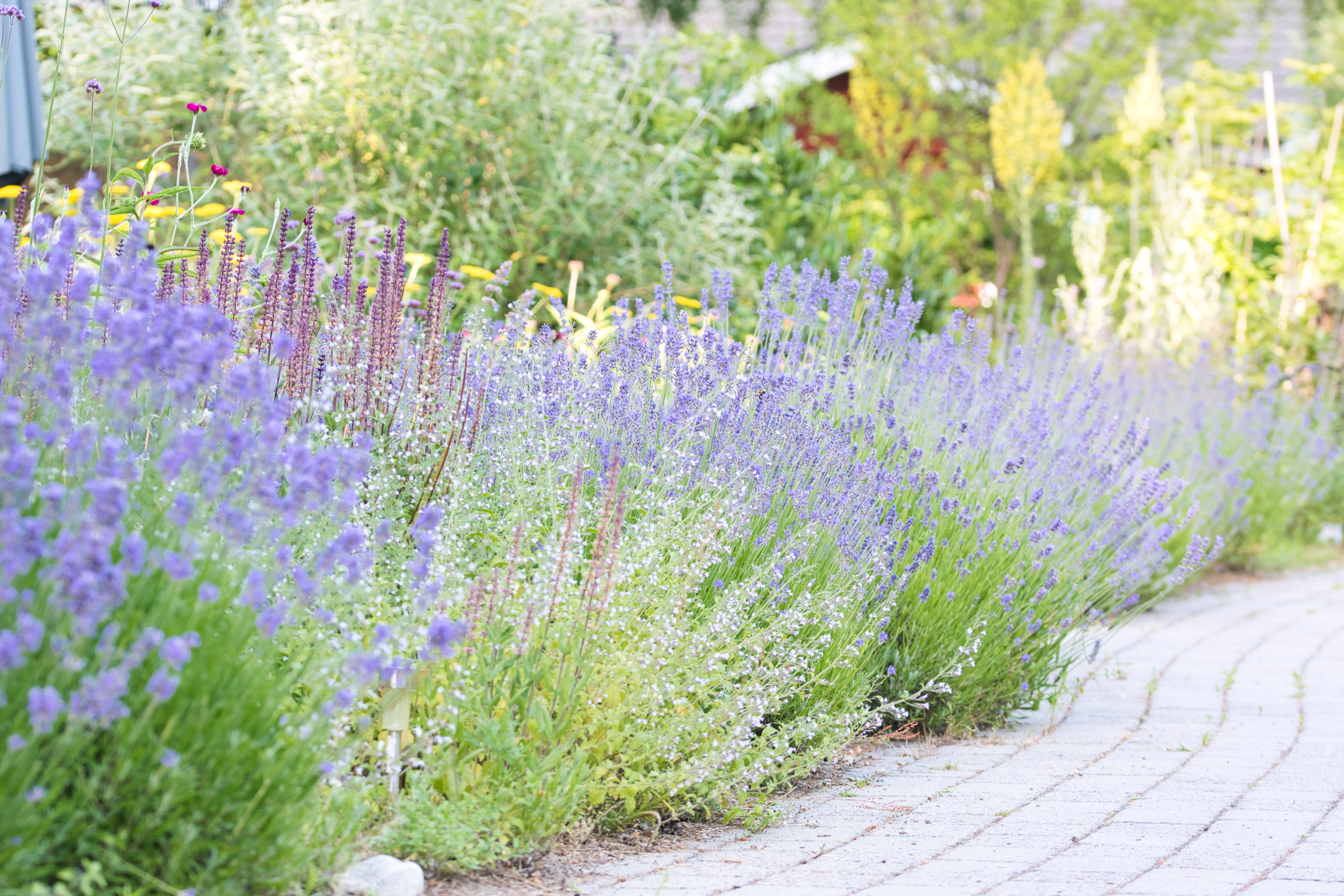 Enchanted Lavender garden, flower bed in bloom, soft focus, late summer garden with purple lavender, calamint, wormwood, sage, globe thistle and verbena blooming next to a curvy garden path , ornamental garden concept