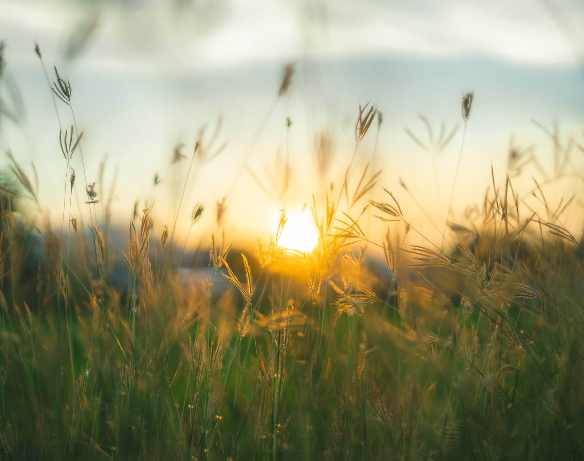 Field of long grass at sunset