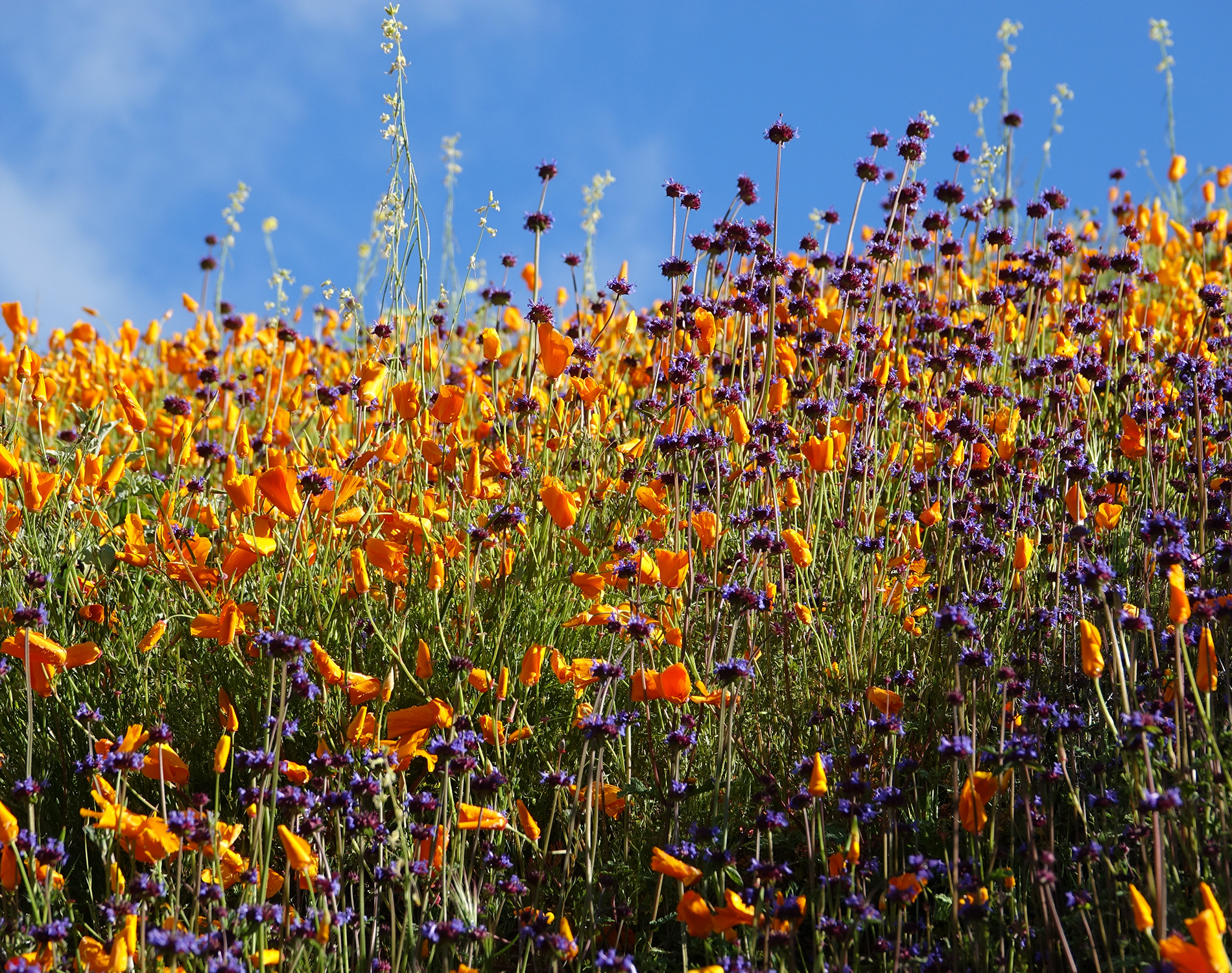 Purple and orange meadow flowers against a blue sky.
