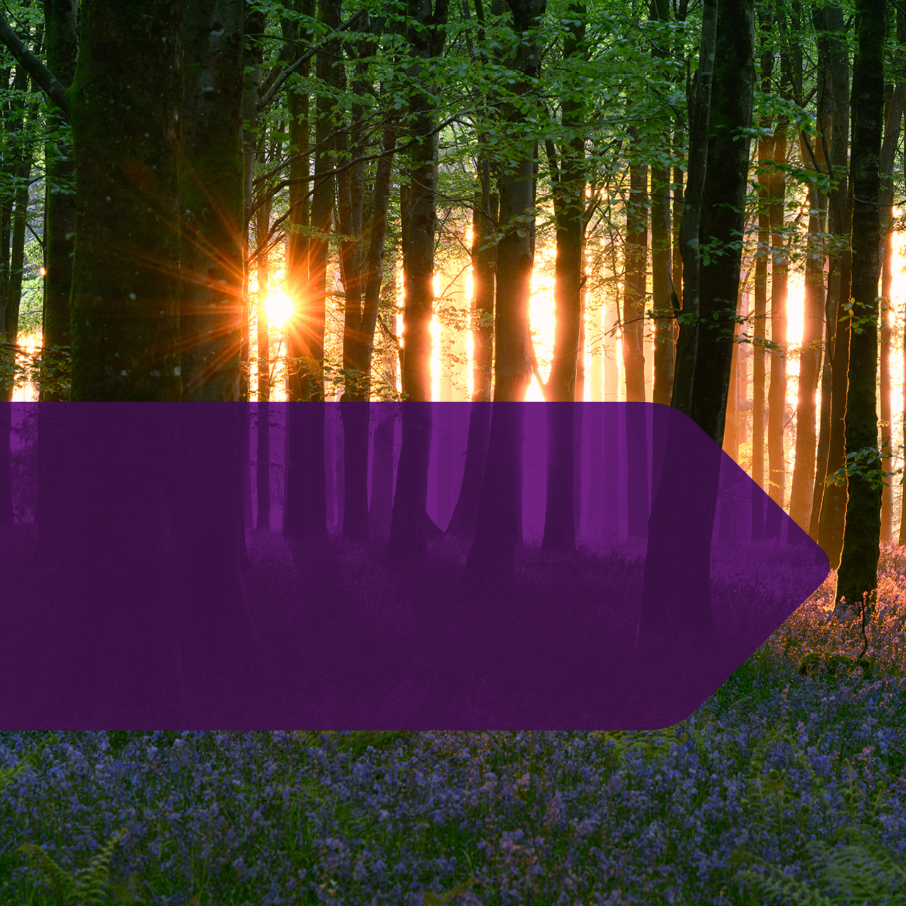 Forest image with sun shining through the trees with guidepost overlay