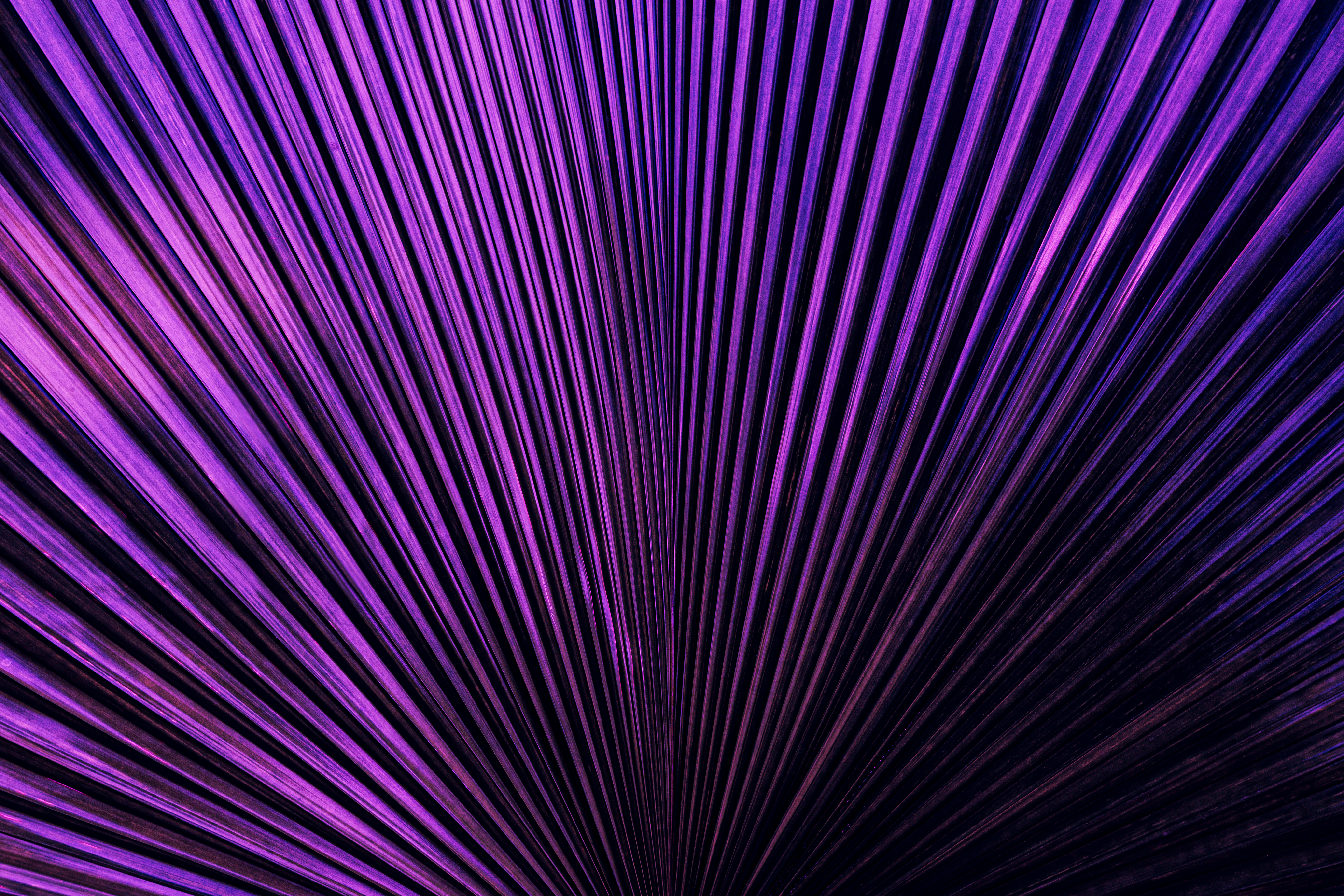 Abstract purple lines