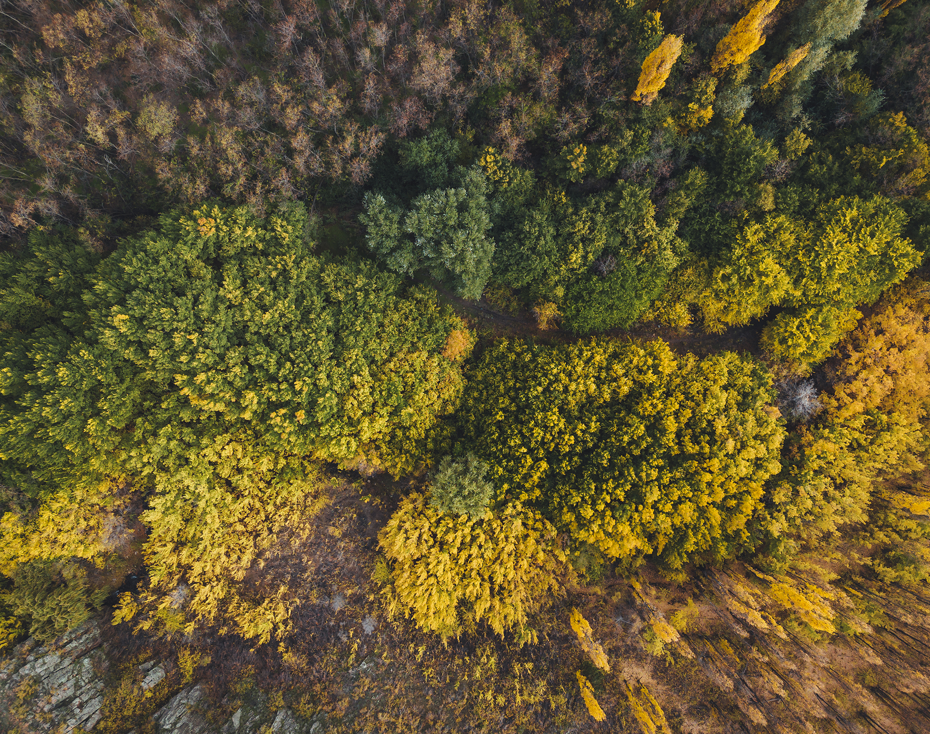 Aerial view of forest