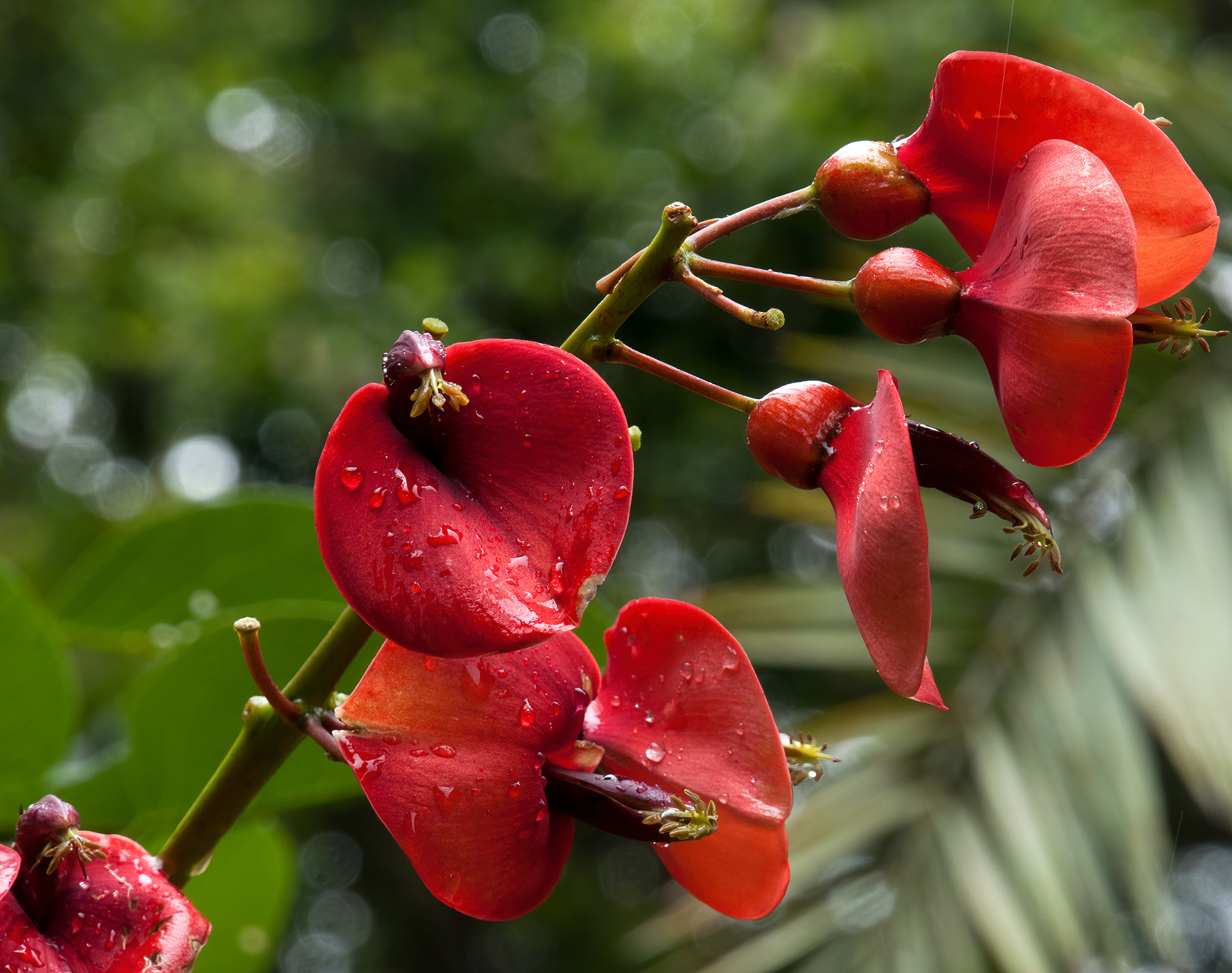 Red plant against soft focus trees