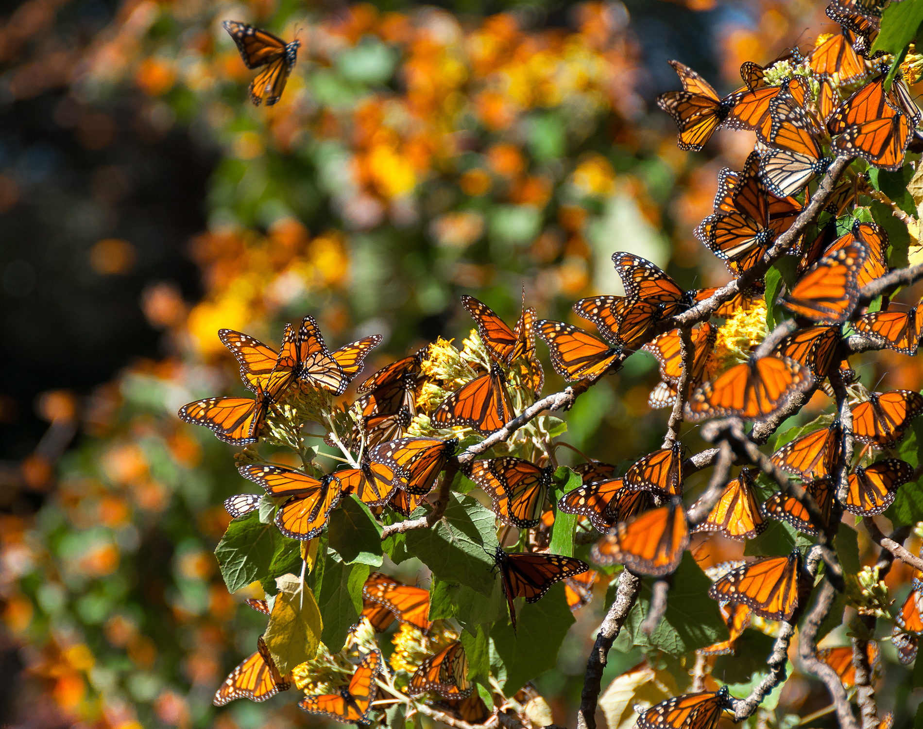 Monarch butterflies