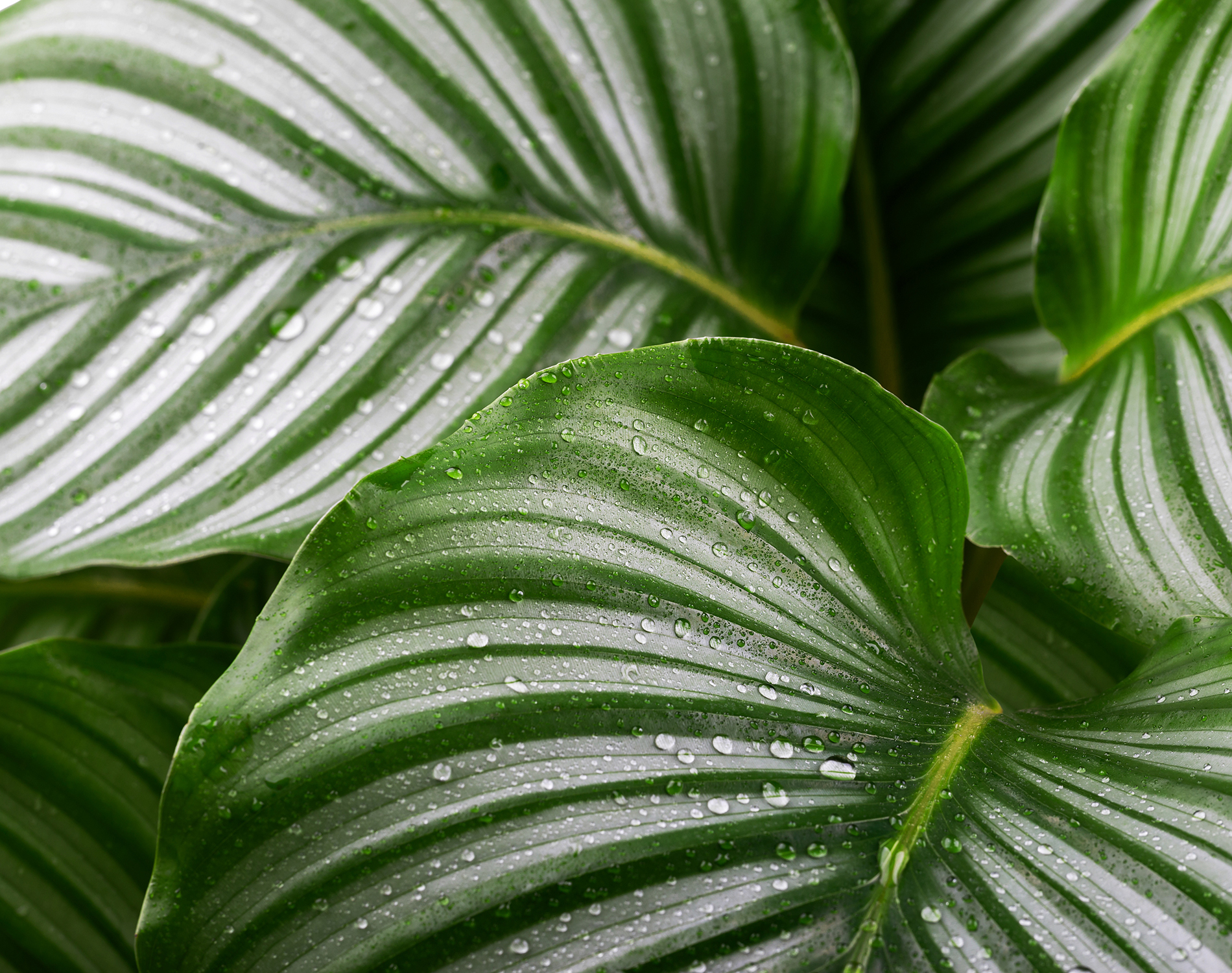 Close-up of leaves after the rain