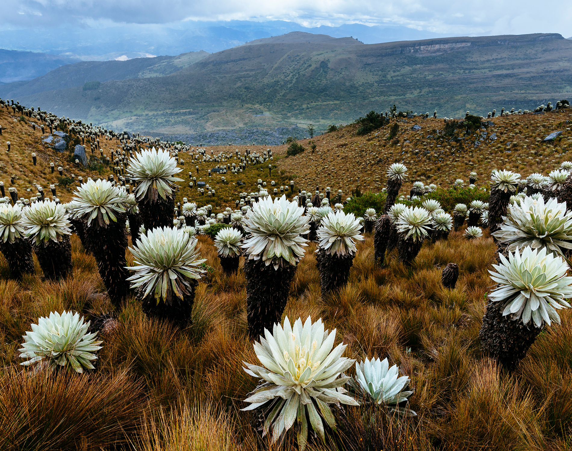 Field of blooming cacti