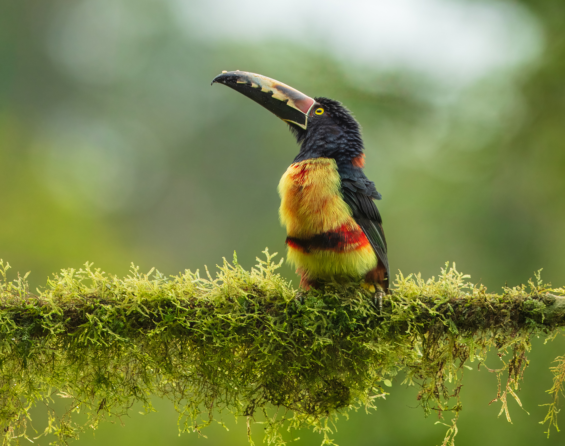 Toucan looking up at the sky