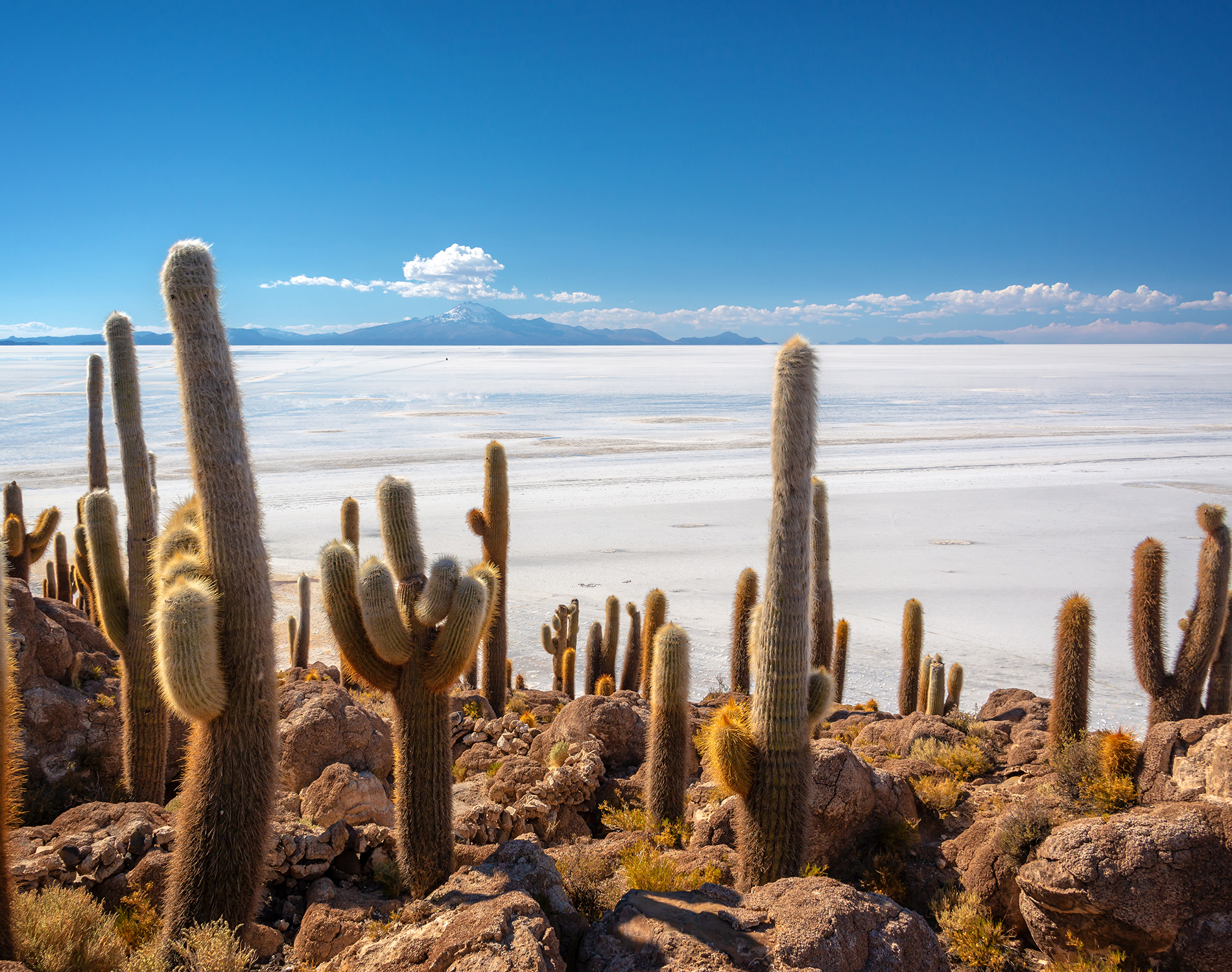 Cacti on a rocky slope looking over a white sand desert