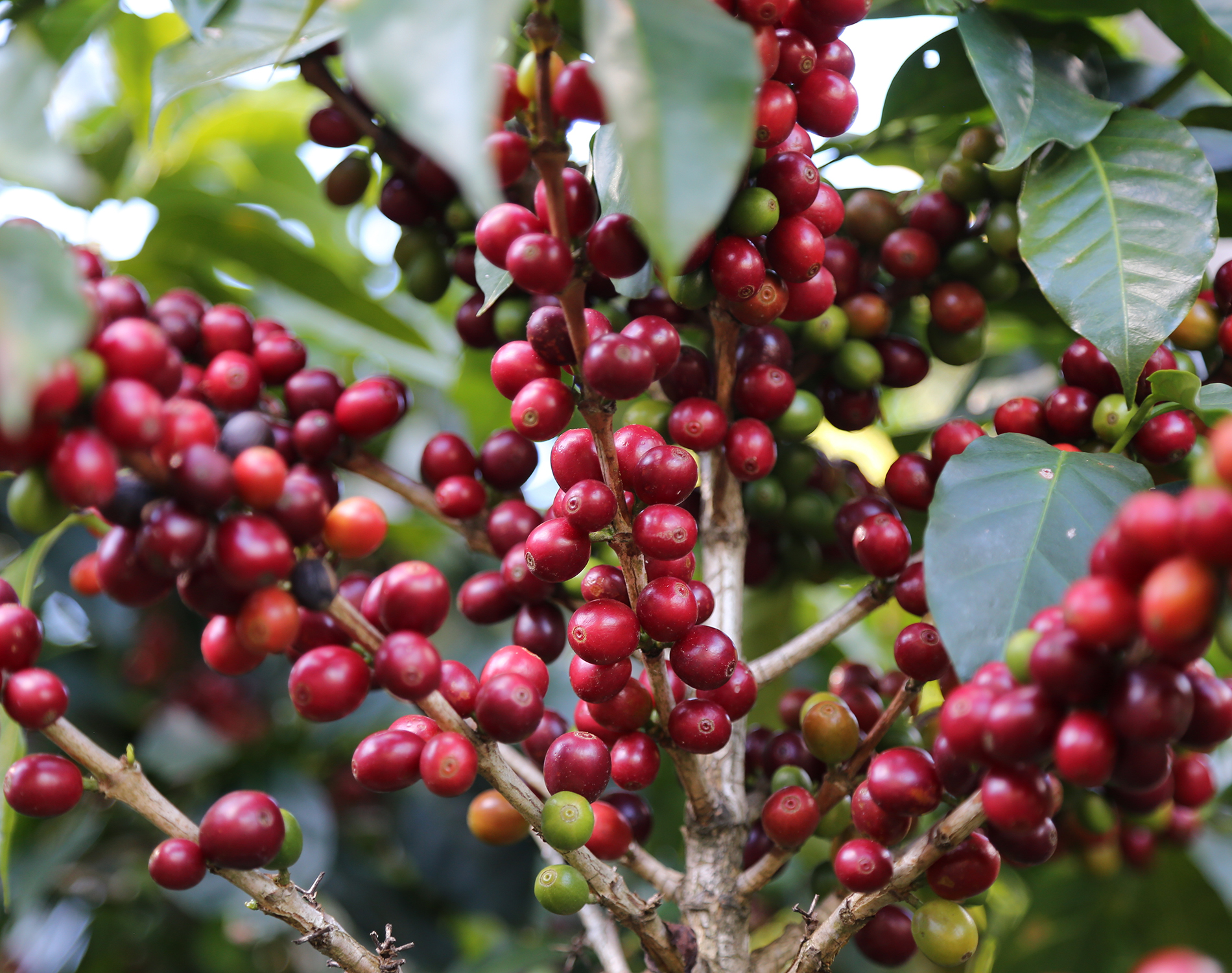 Close-up of coffee cherries