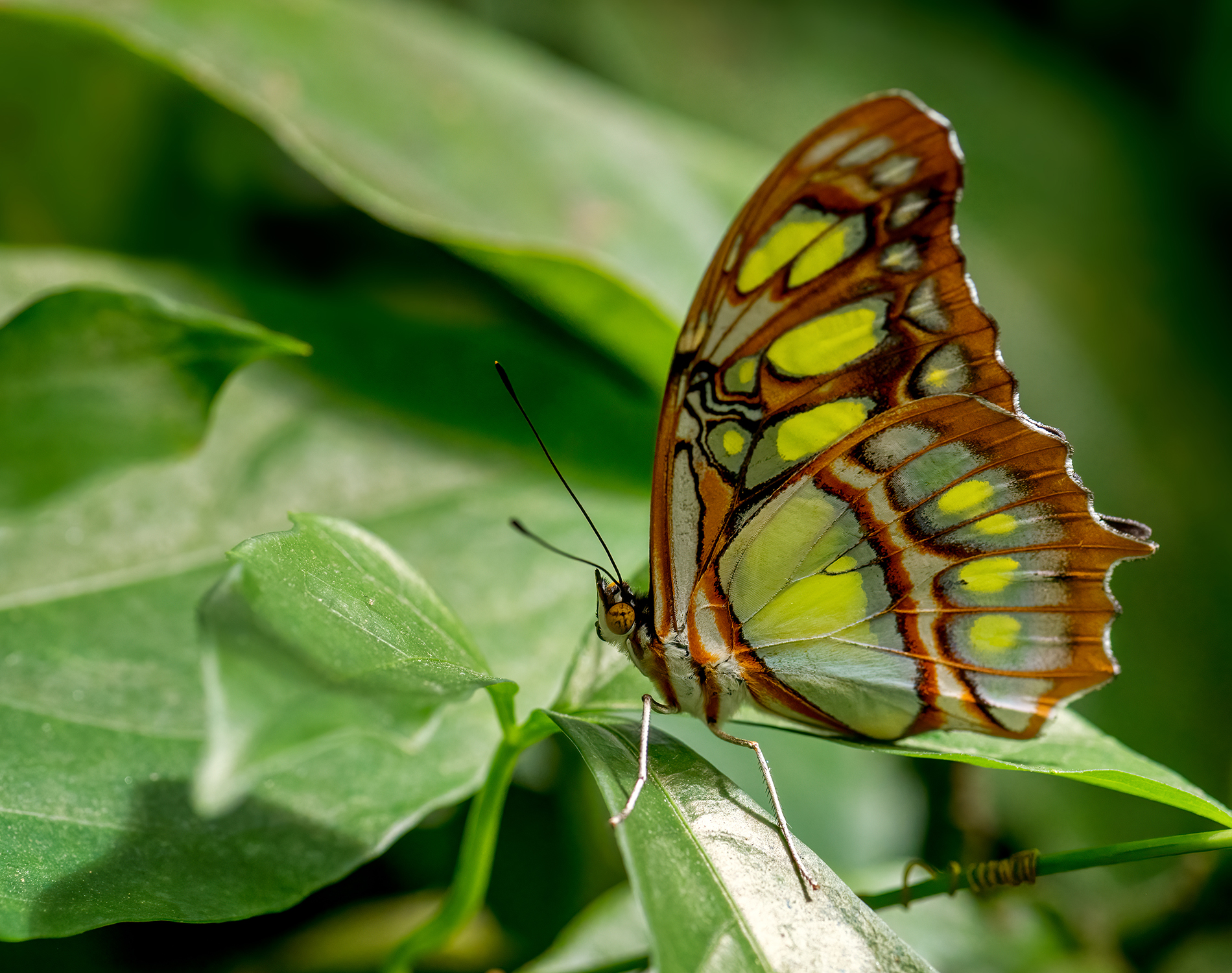 Butterfly with transparent wings