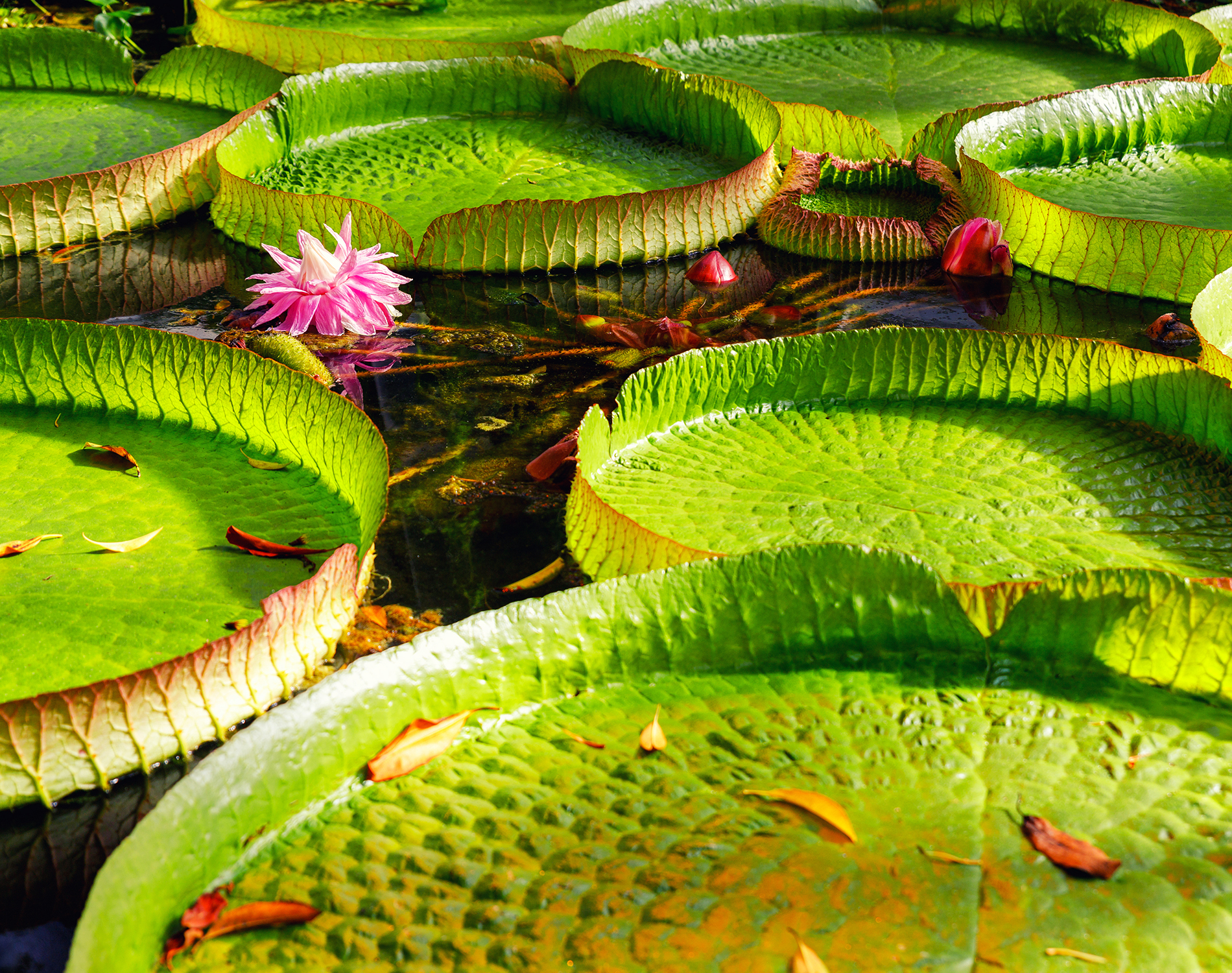Large, green lilly pads and pink flowers floating on water