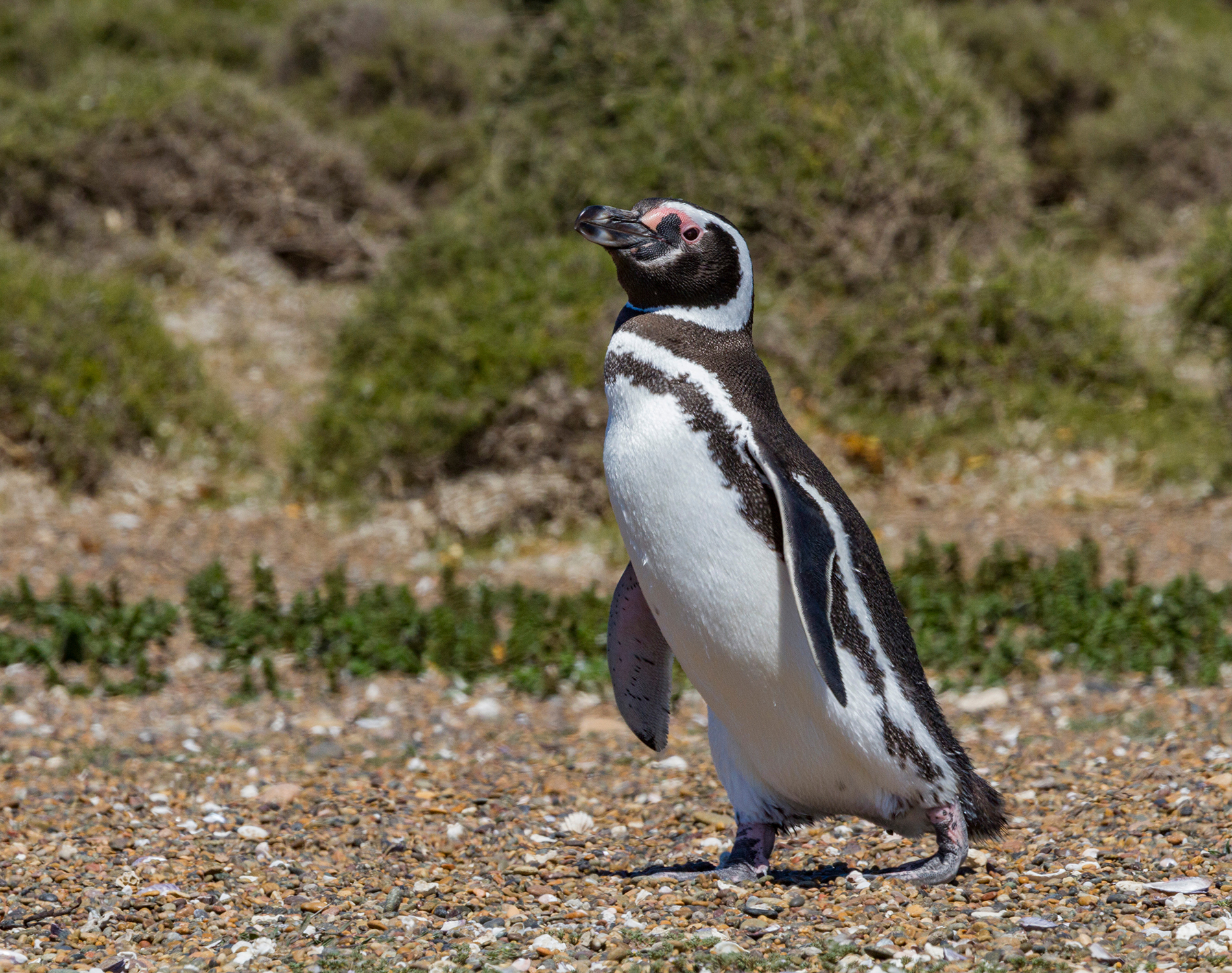 Small Getnu penguin running