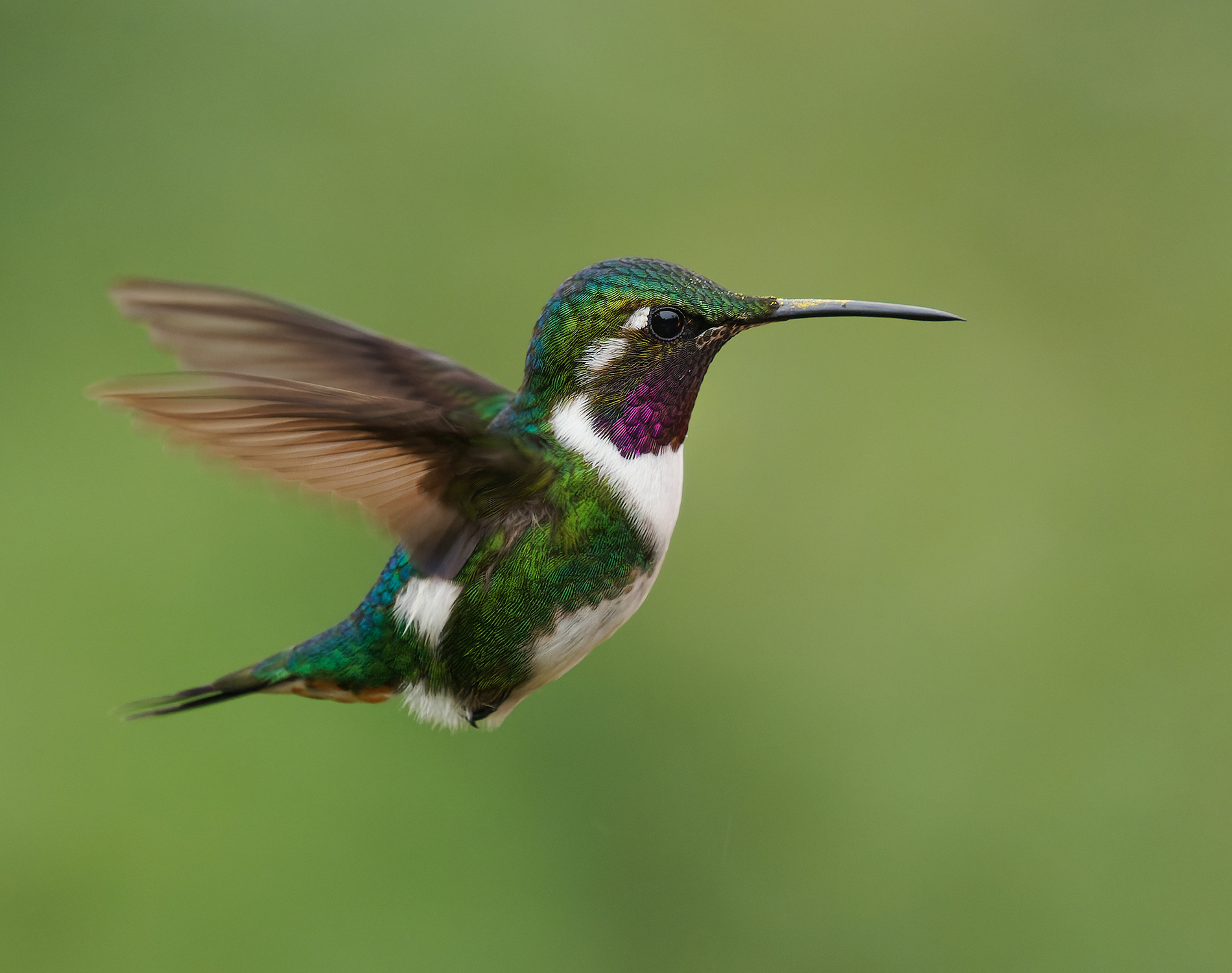Ruby throated humming bird
