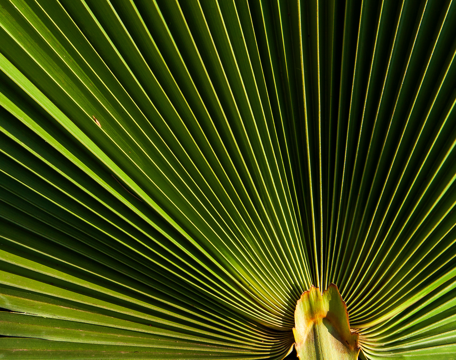 Close-up shot of palm leave