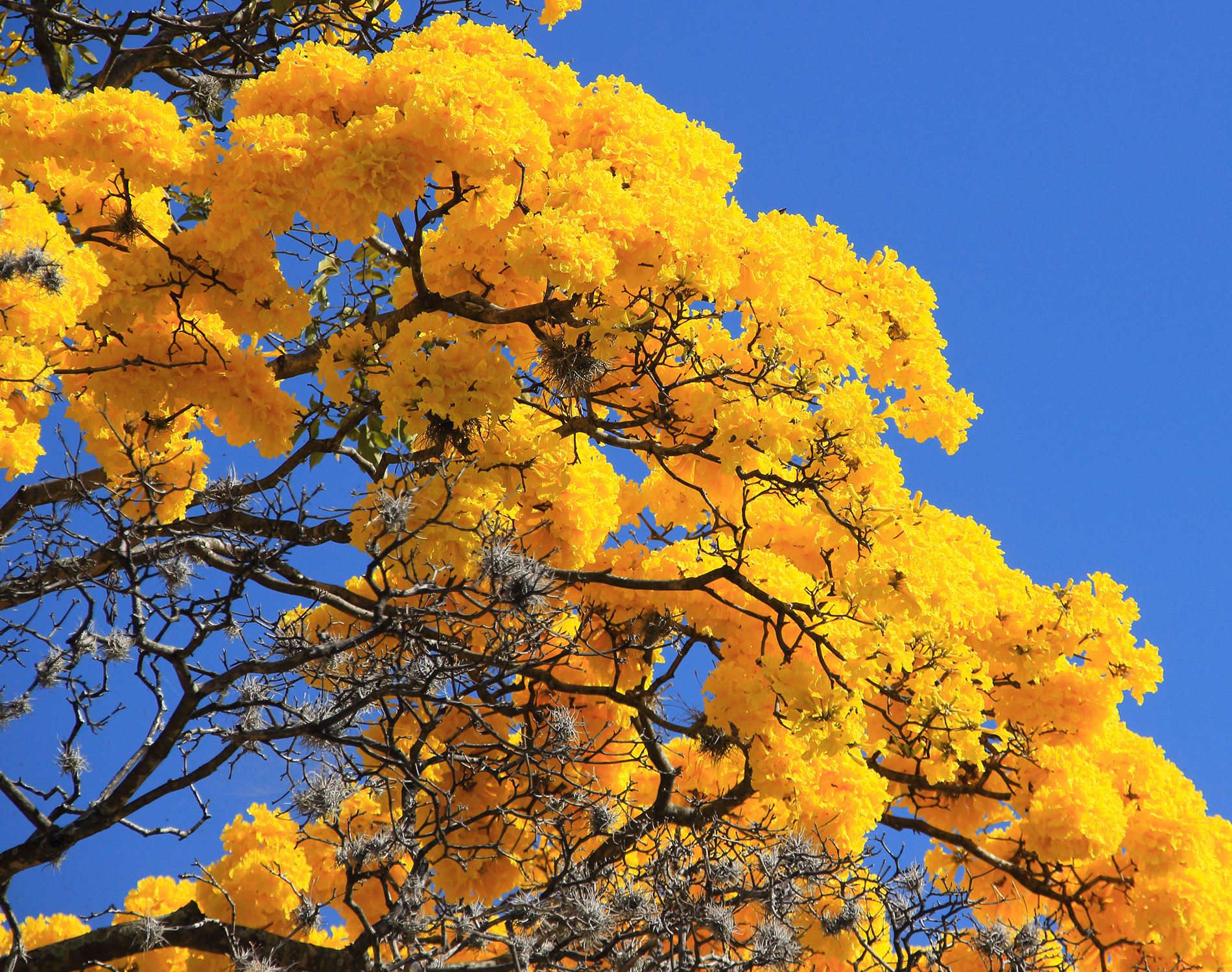 Yellow tree blossoms set against a clear blue sky