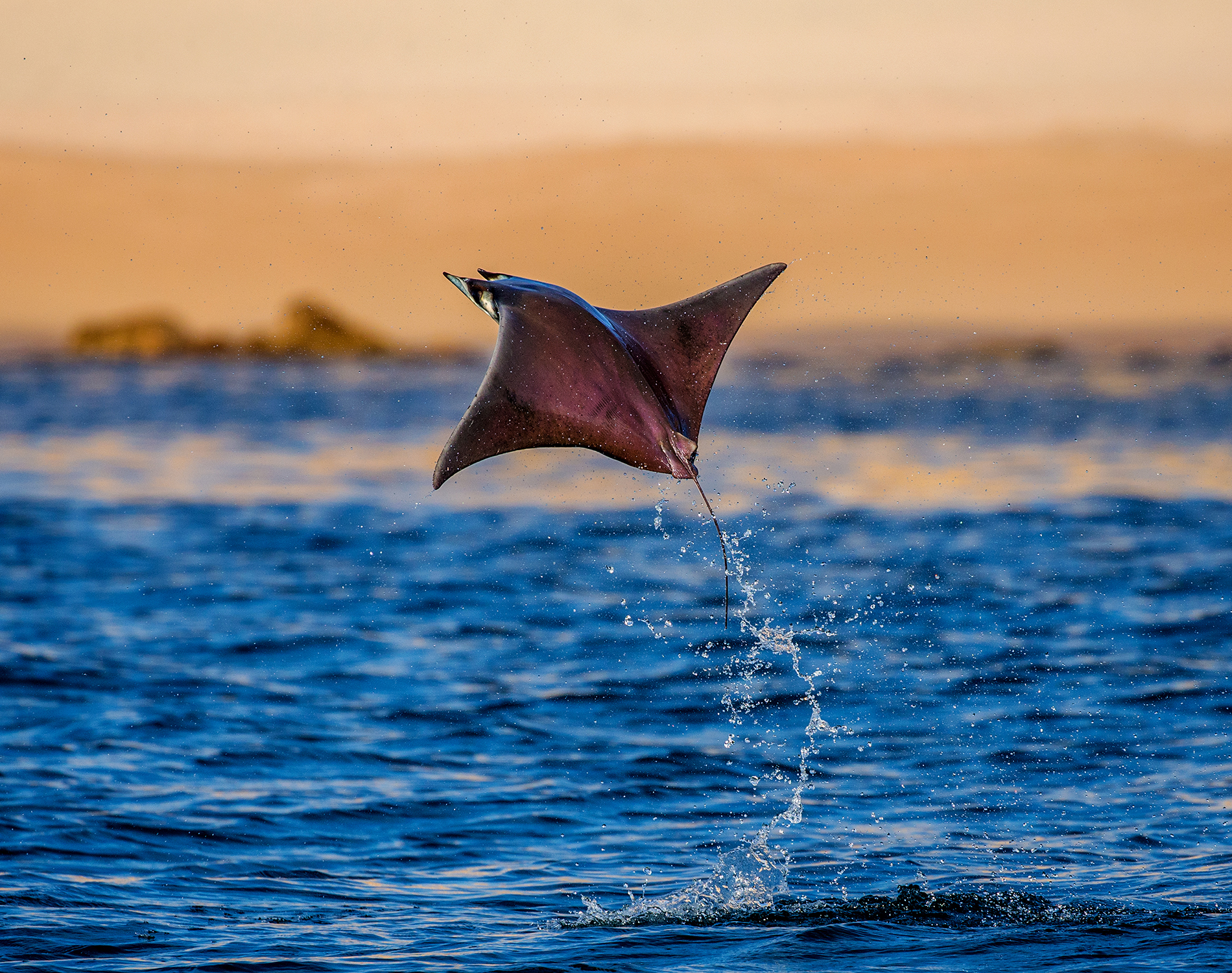 Manta ray leaping from the water at sunset