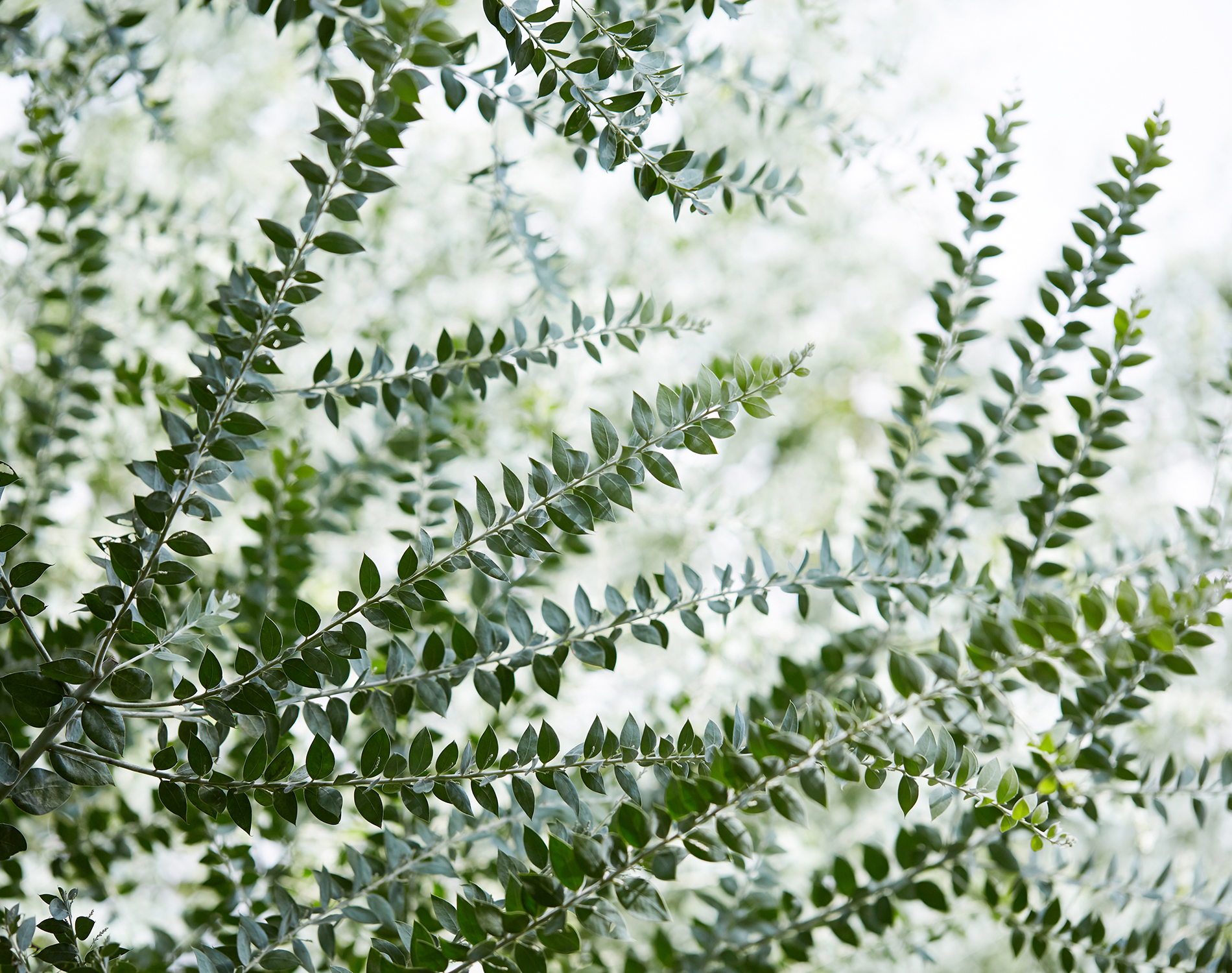 Close-up of bush leaves