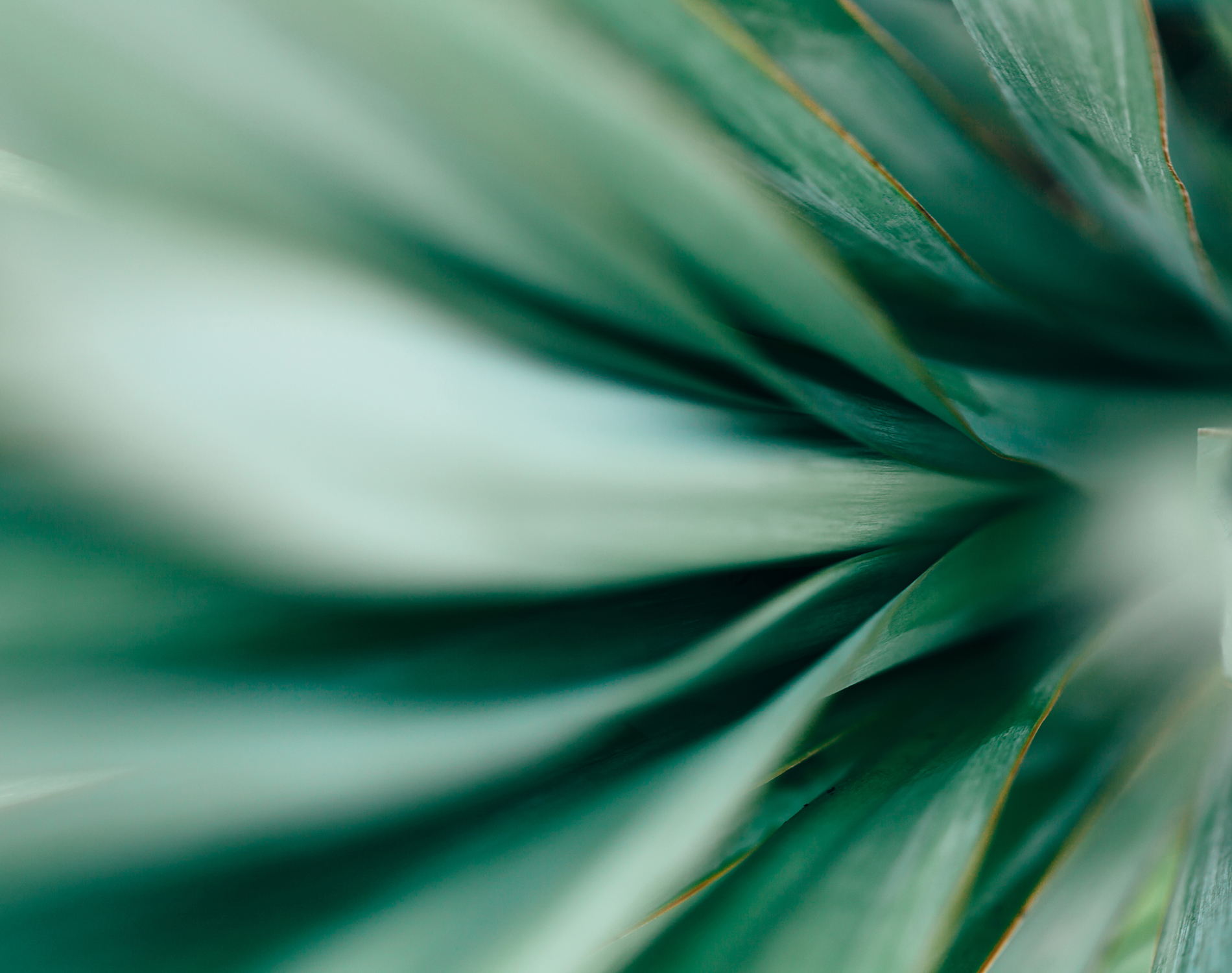 Abstract image of cactus, soft focus, low depth of field
