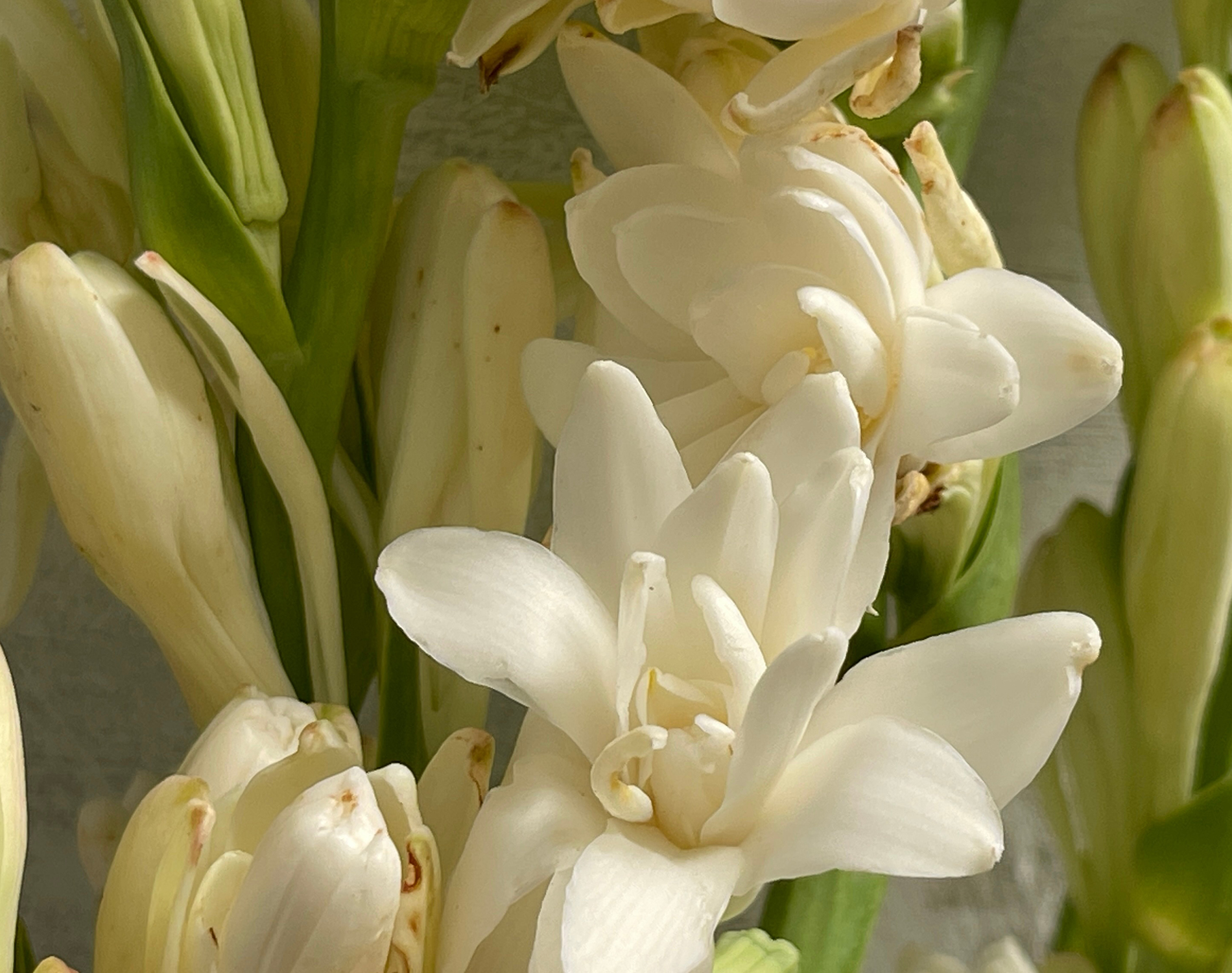 Macro shot of white flowers