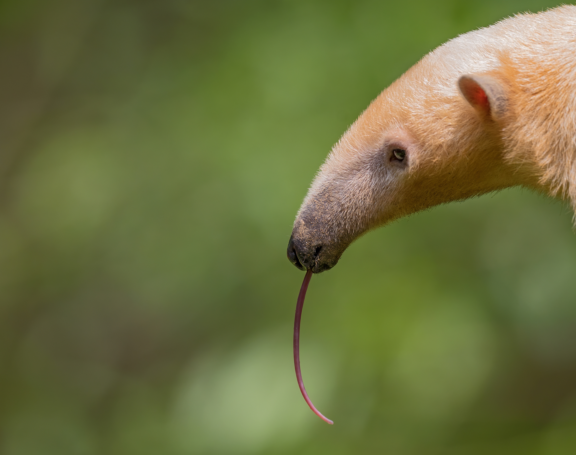 Ant eater with tongue out