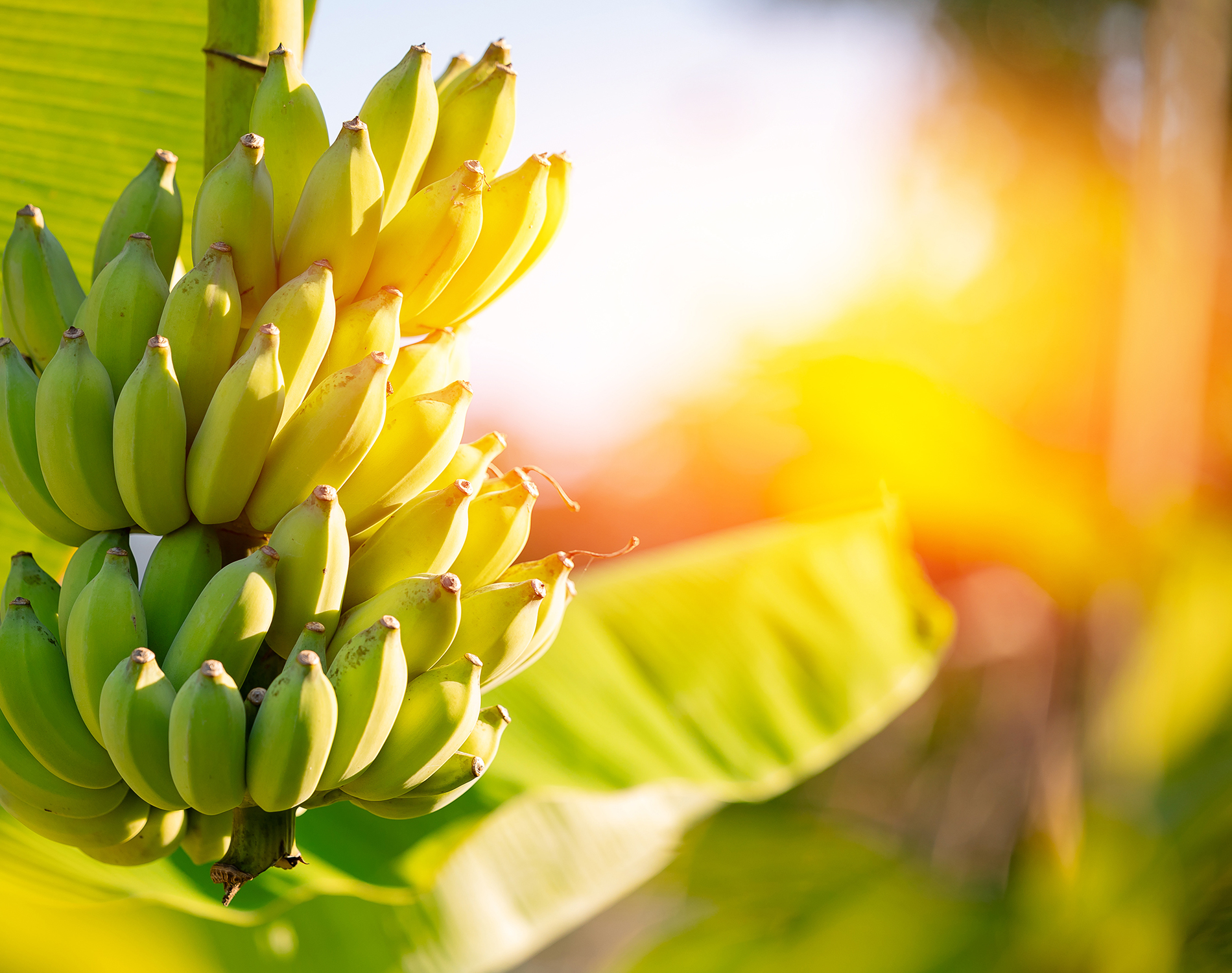 Young banana plant