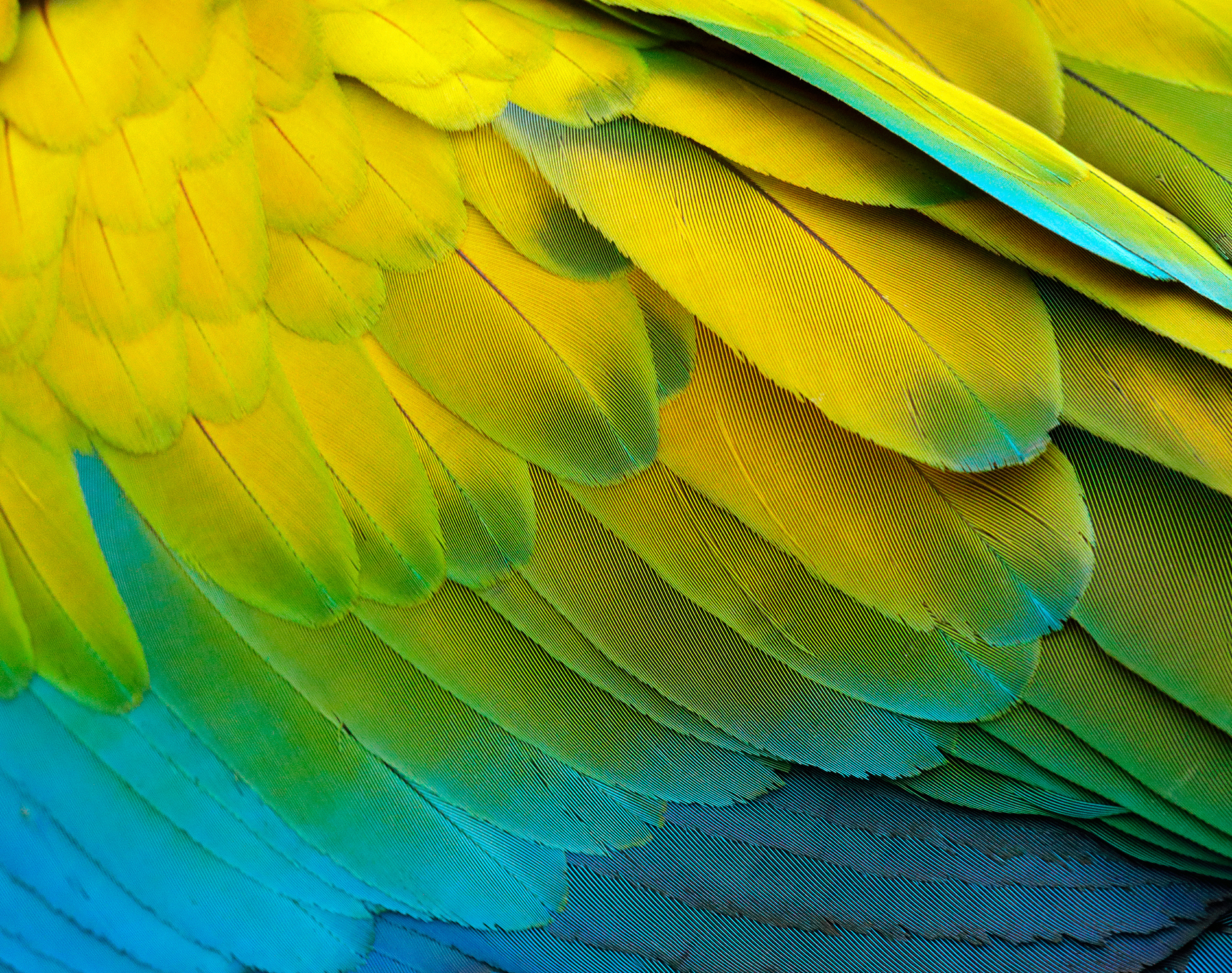 Close-up of macaw feathers