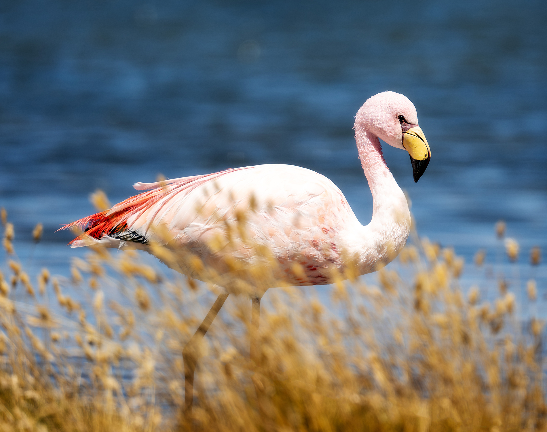 Light pink flamingo standing in a lake