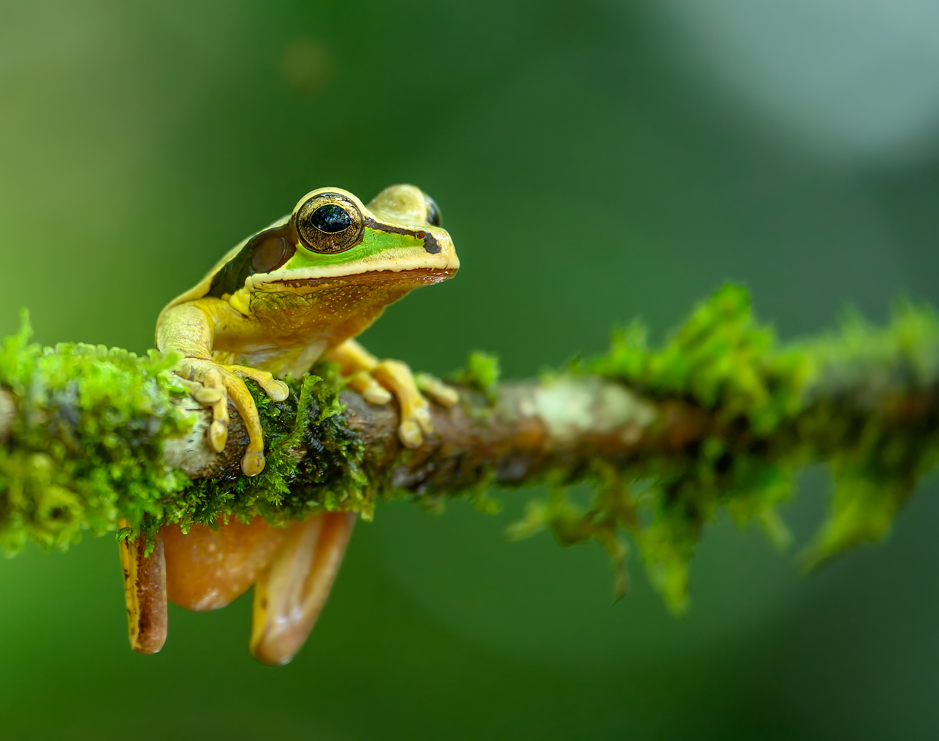 Green and brown treefrog leaning on a branch