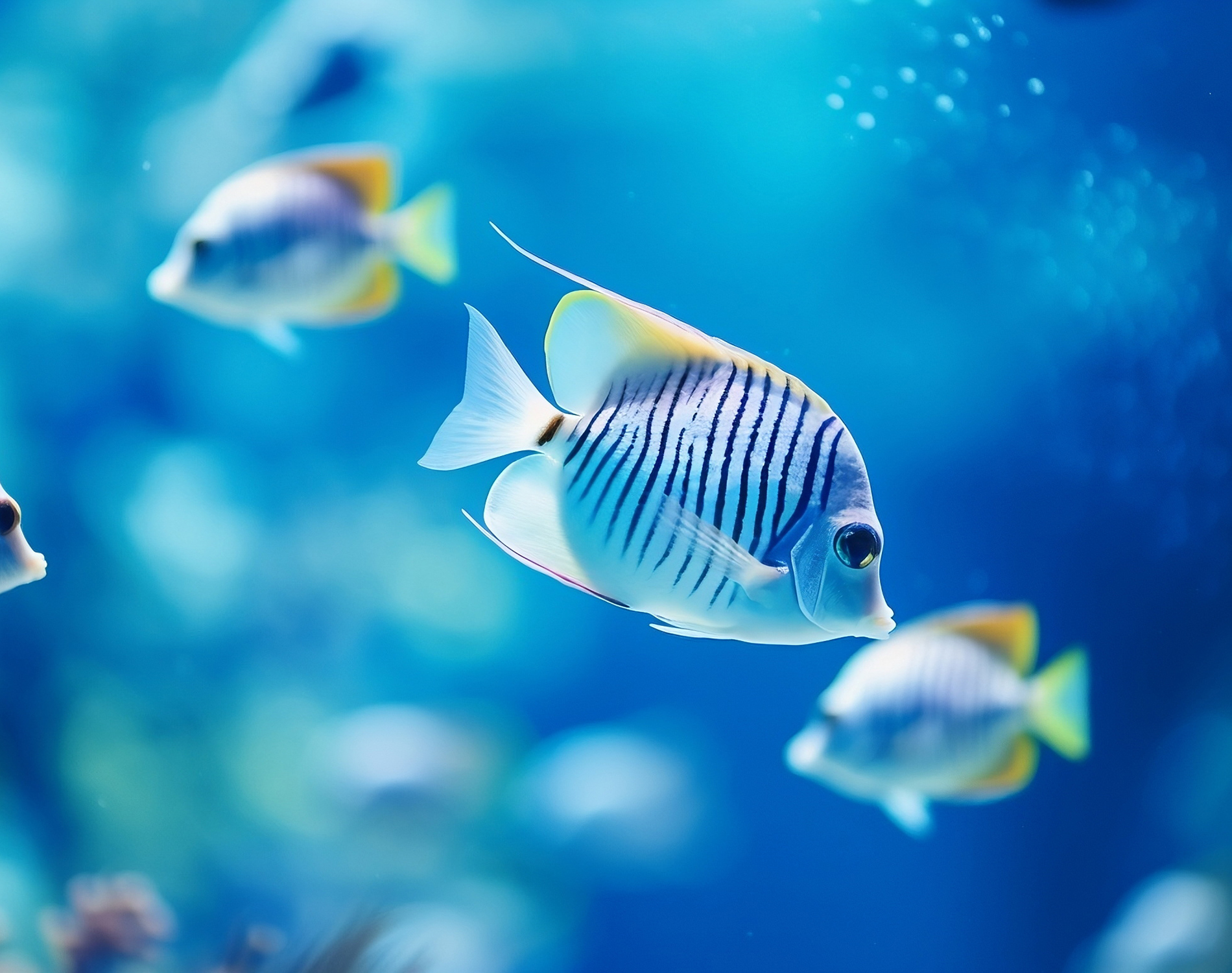 Blue and yellow angel fish