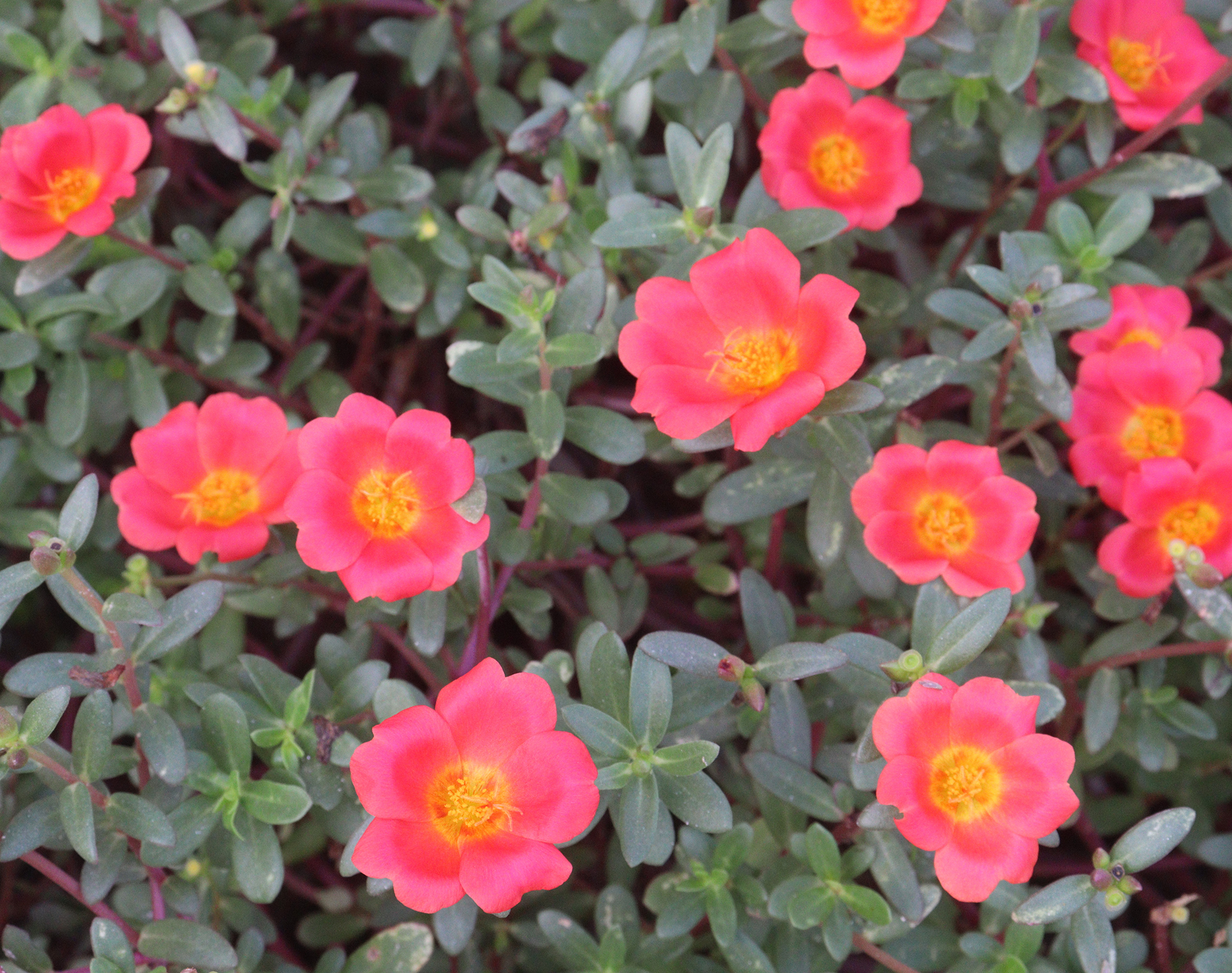 Pink rock rose type flowers