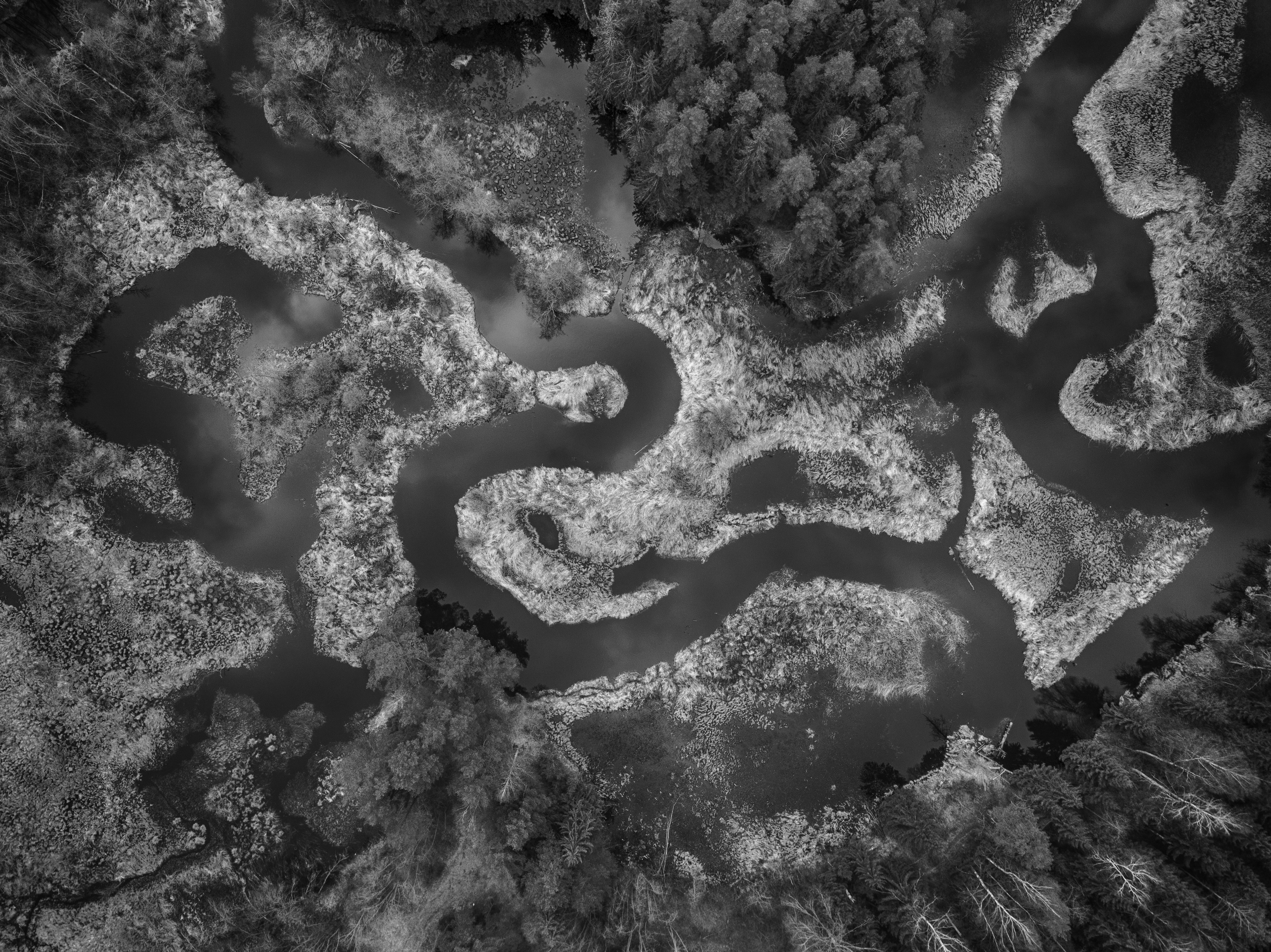 River in forrest