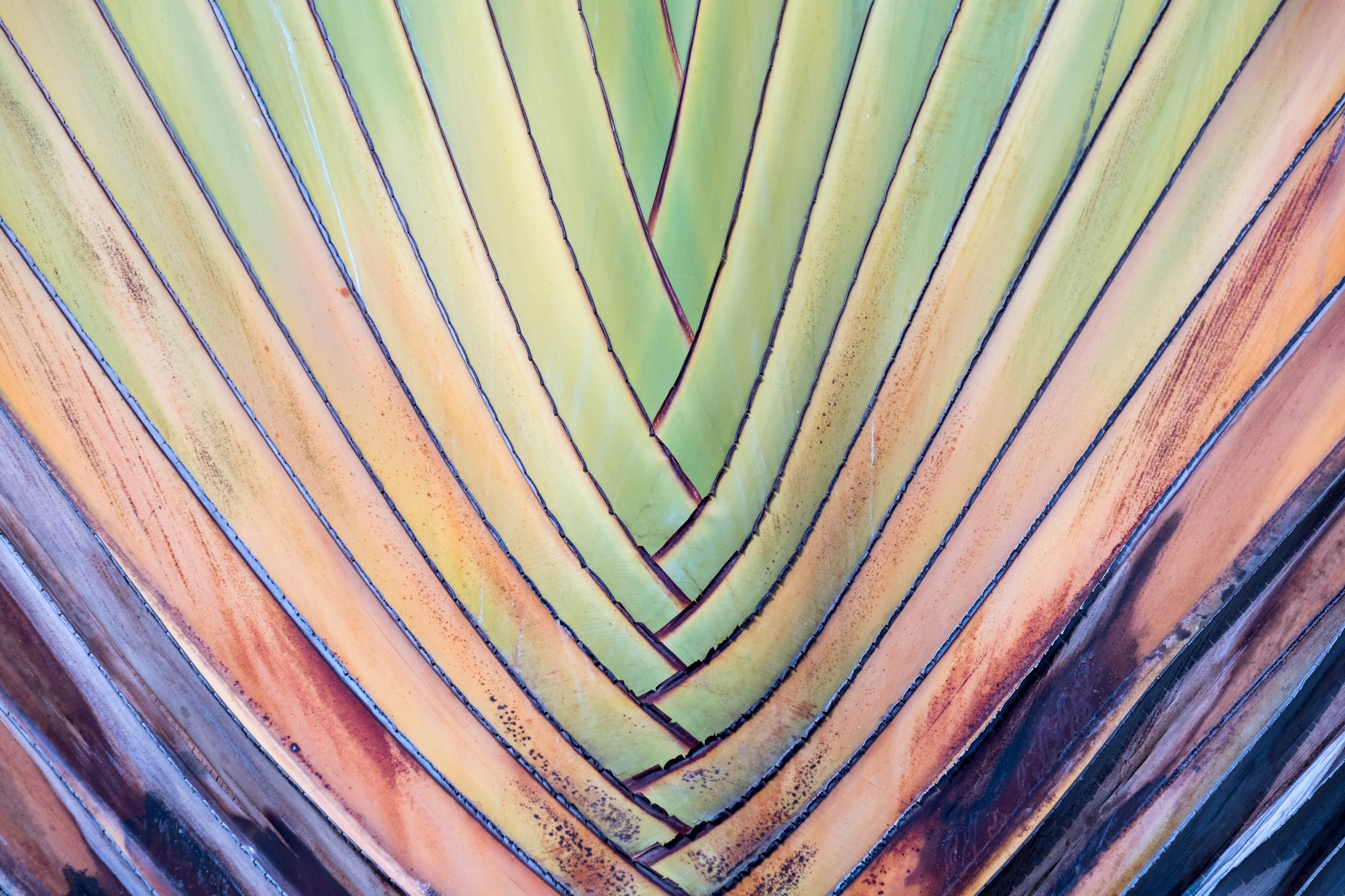 Abstract image of colourful plant