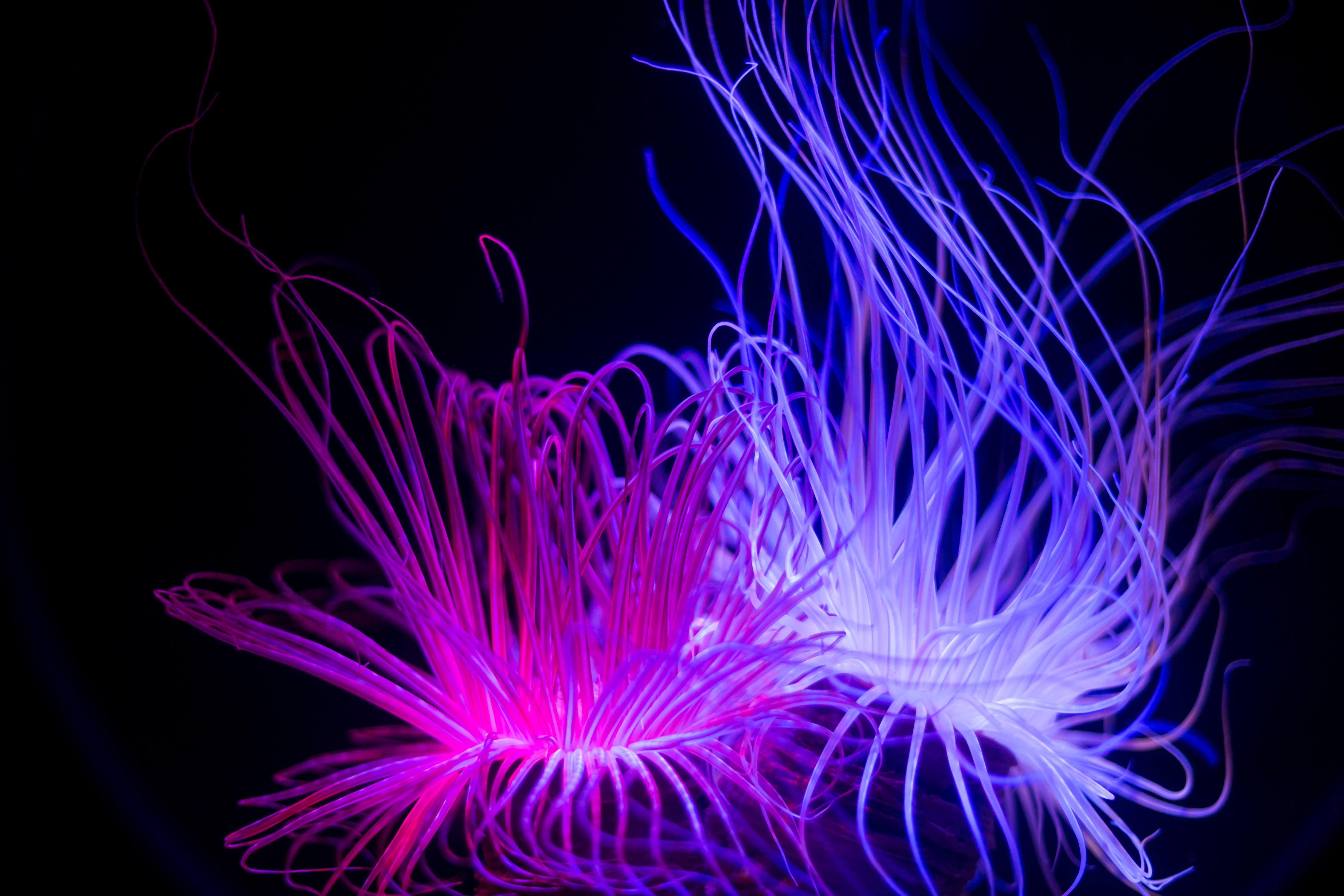 Image of algae in an underwater