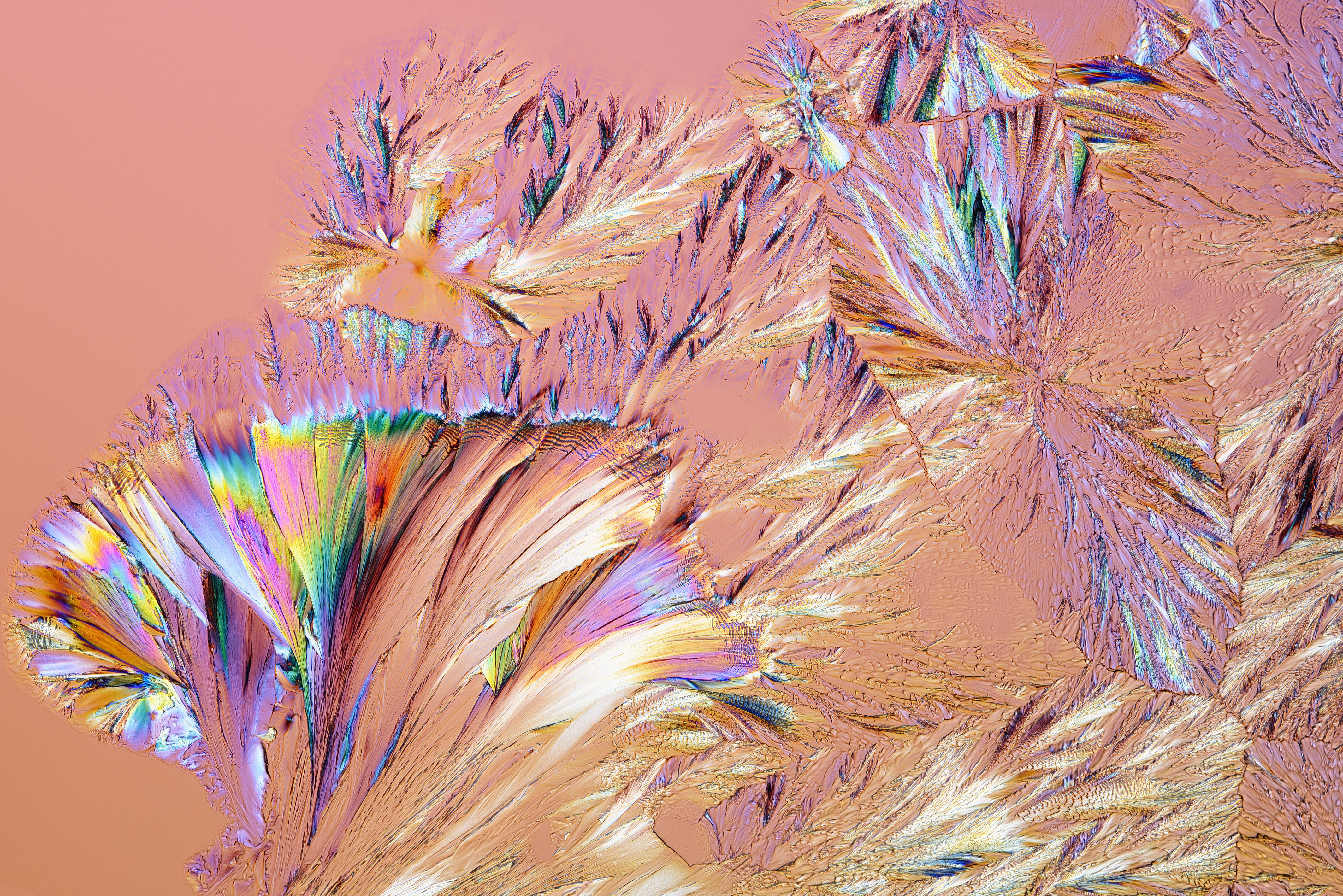 Abstract image of colourful plant
