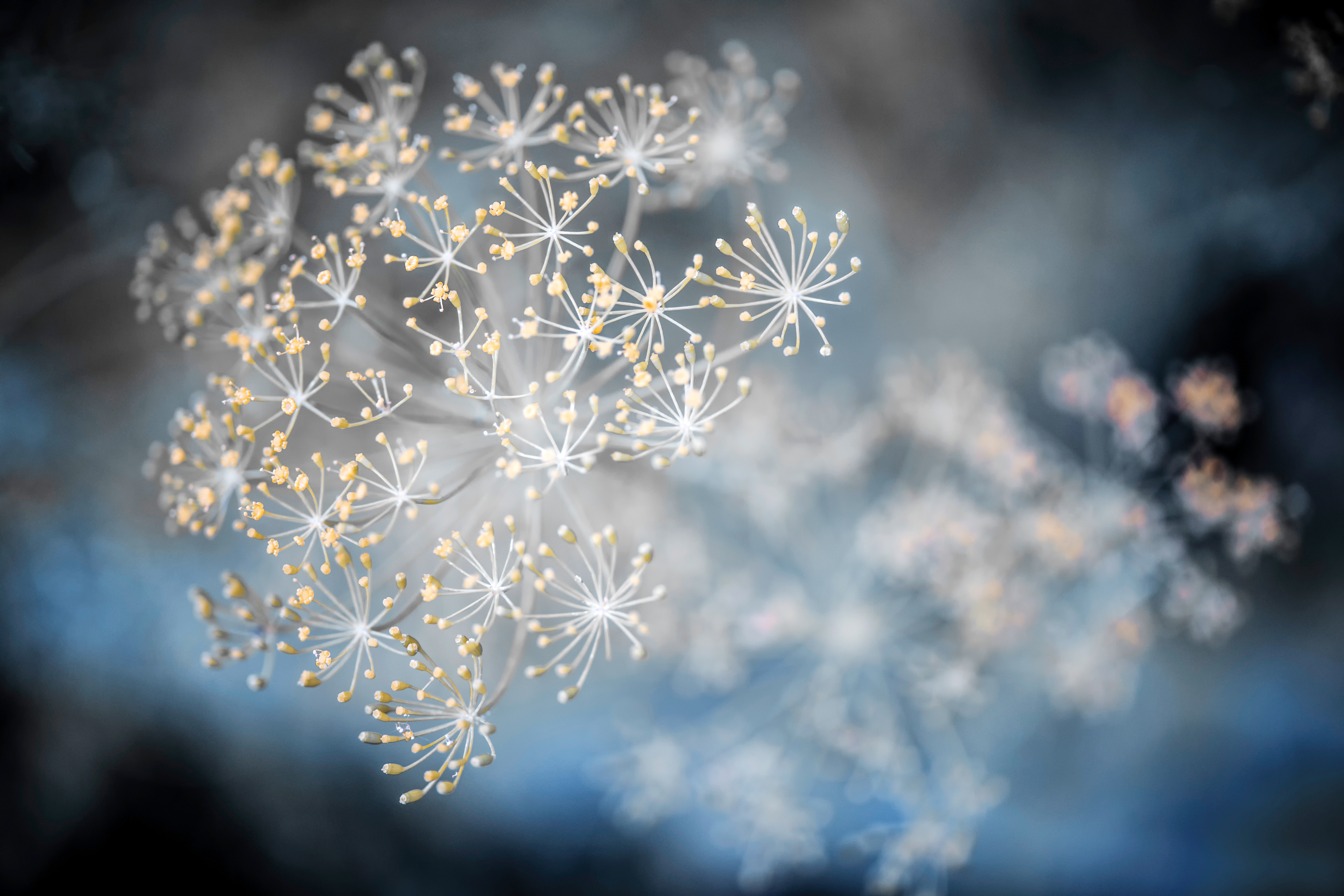 Closeup of a narrow leafed succulent