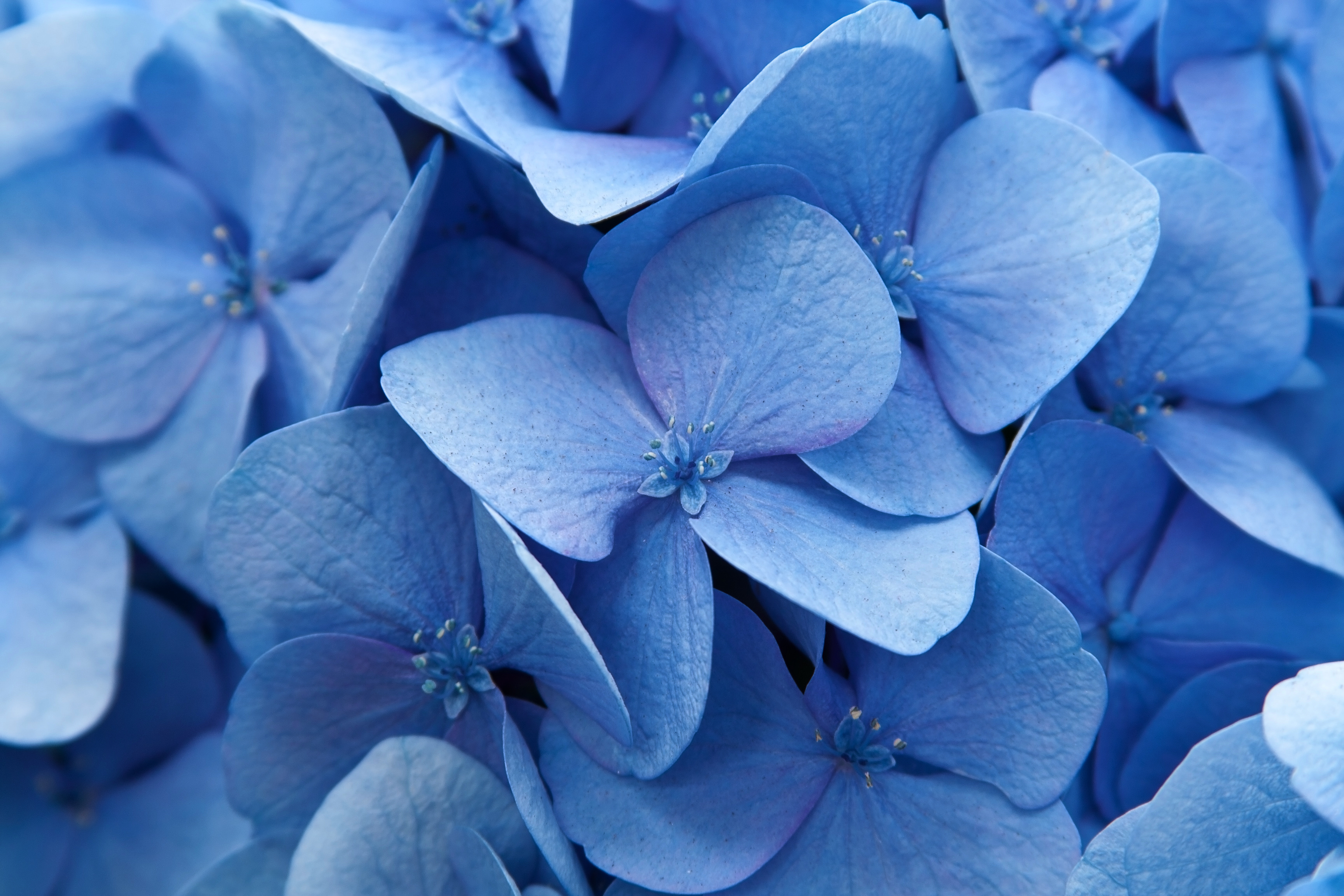 Closeup of a narrow leafed succulent