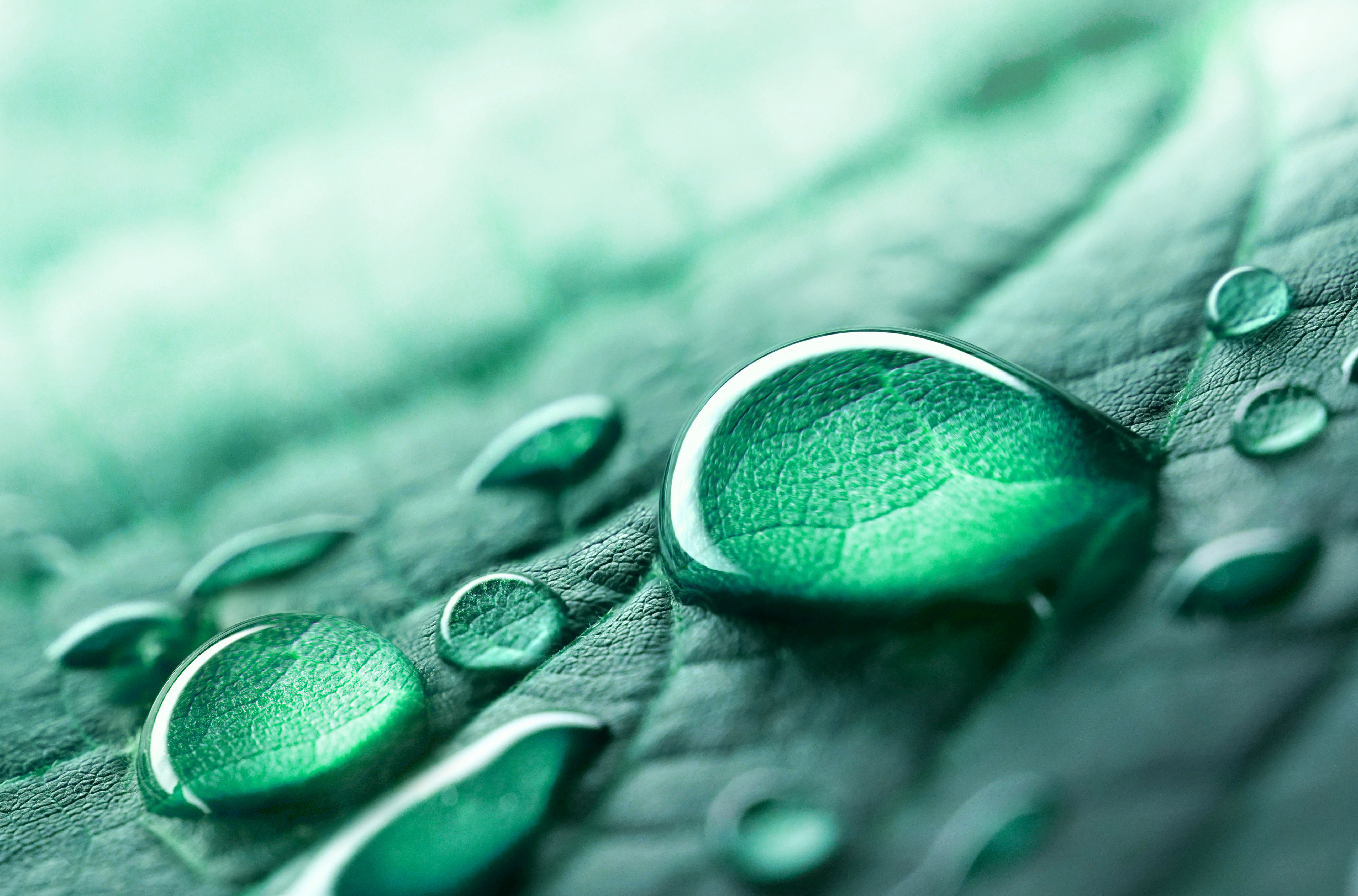 Closeup of a narrow leafed succulent