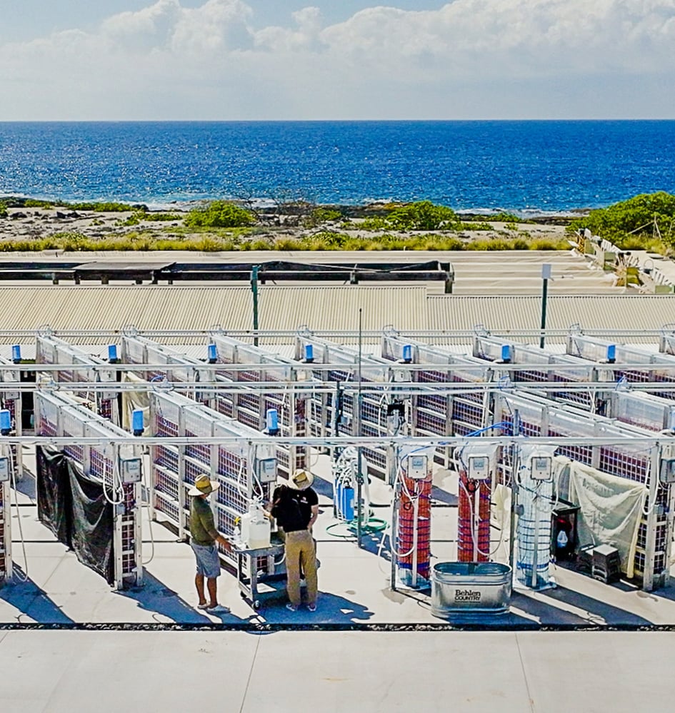 Meet the Ecopreneur: Alexia Akbay of Symbrosia