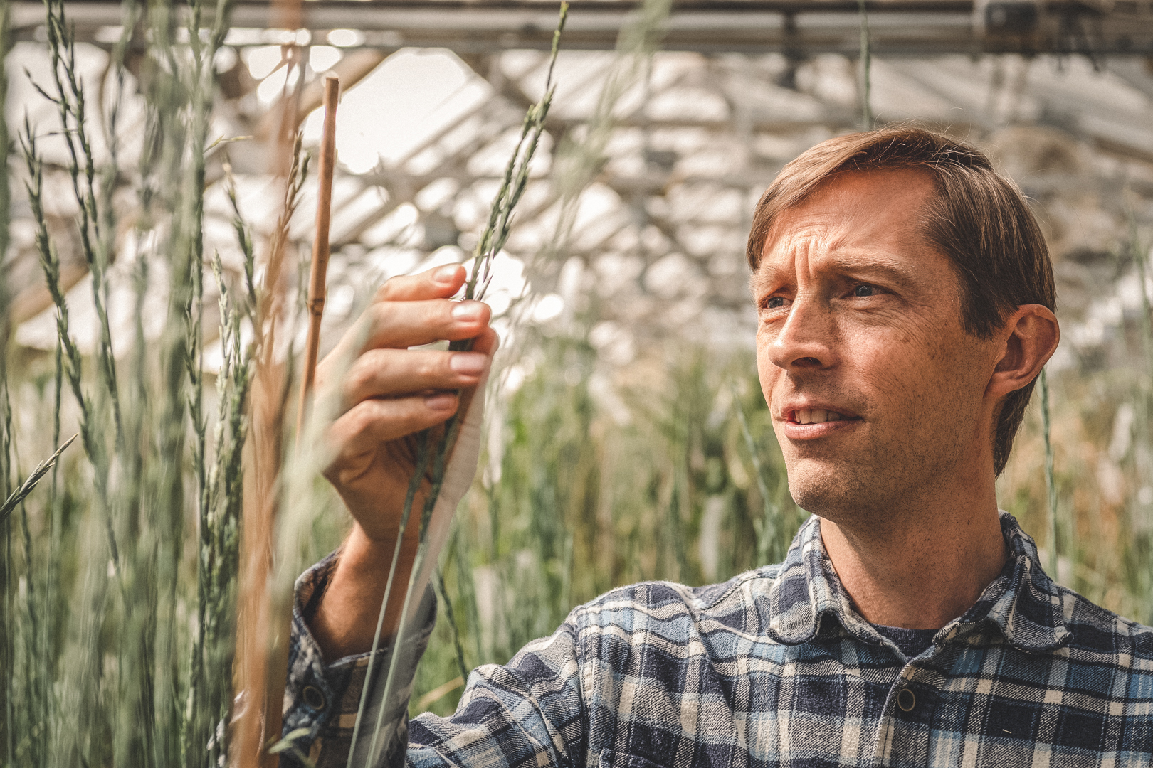 A man inspecting Kernza Grain