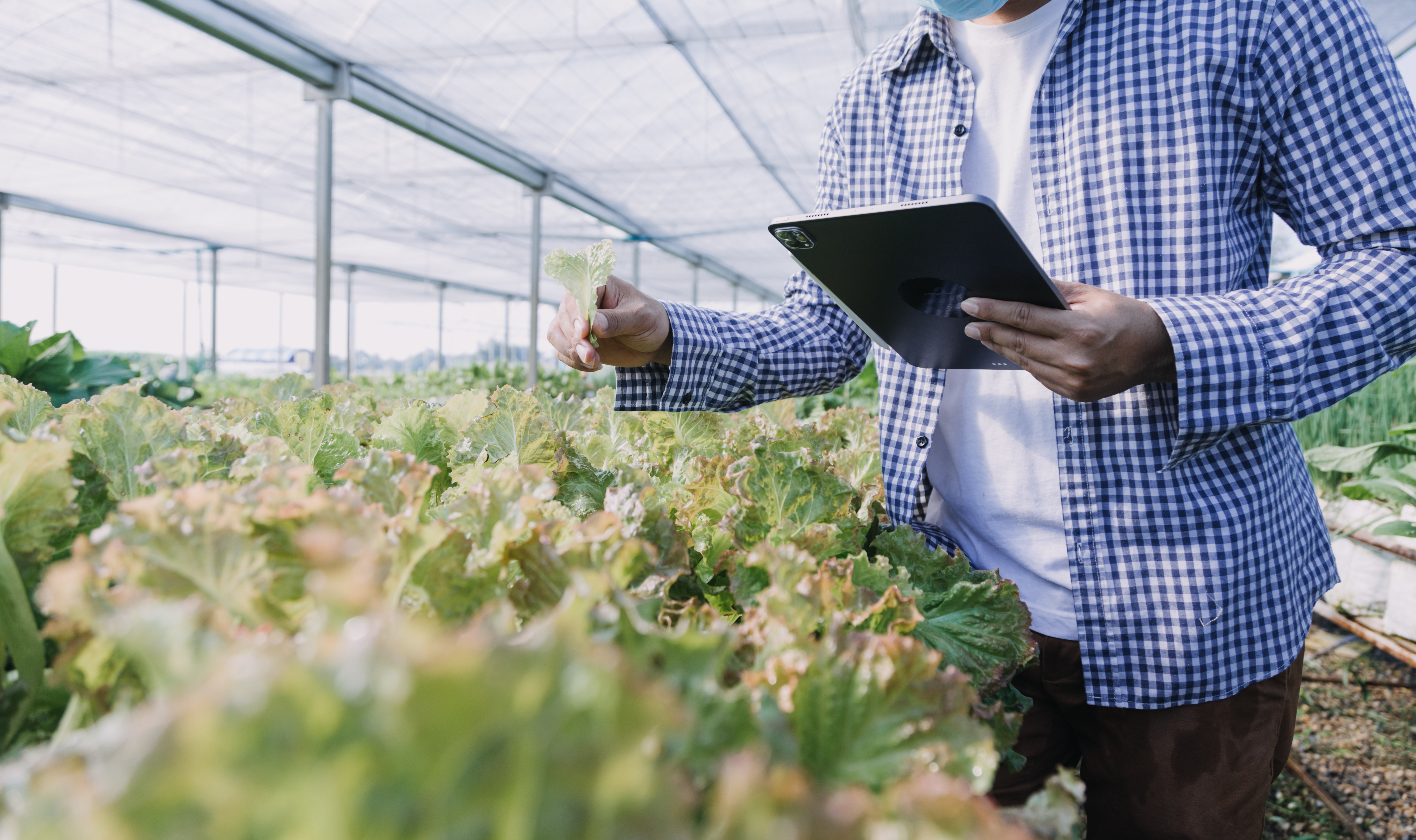 Greenhouse worker on a tablet