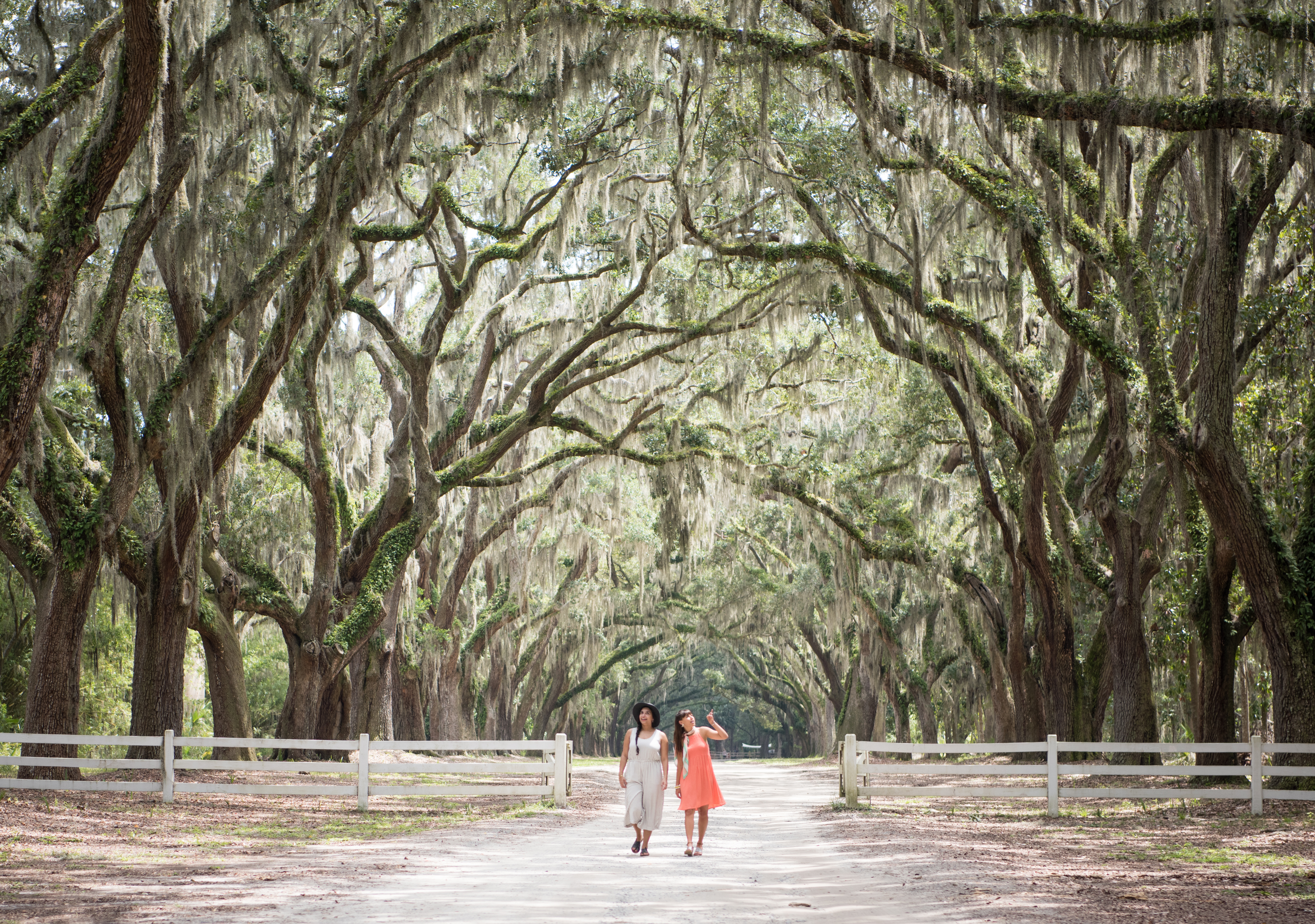 Two women walking on a wide path below very tall live oak trees