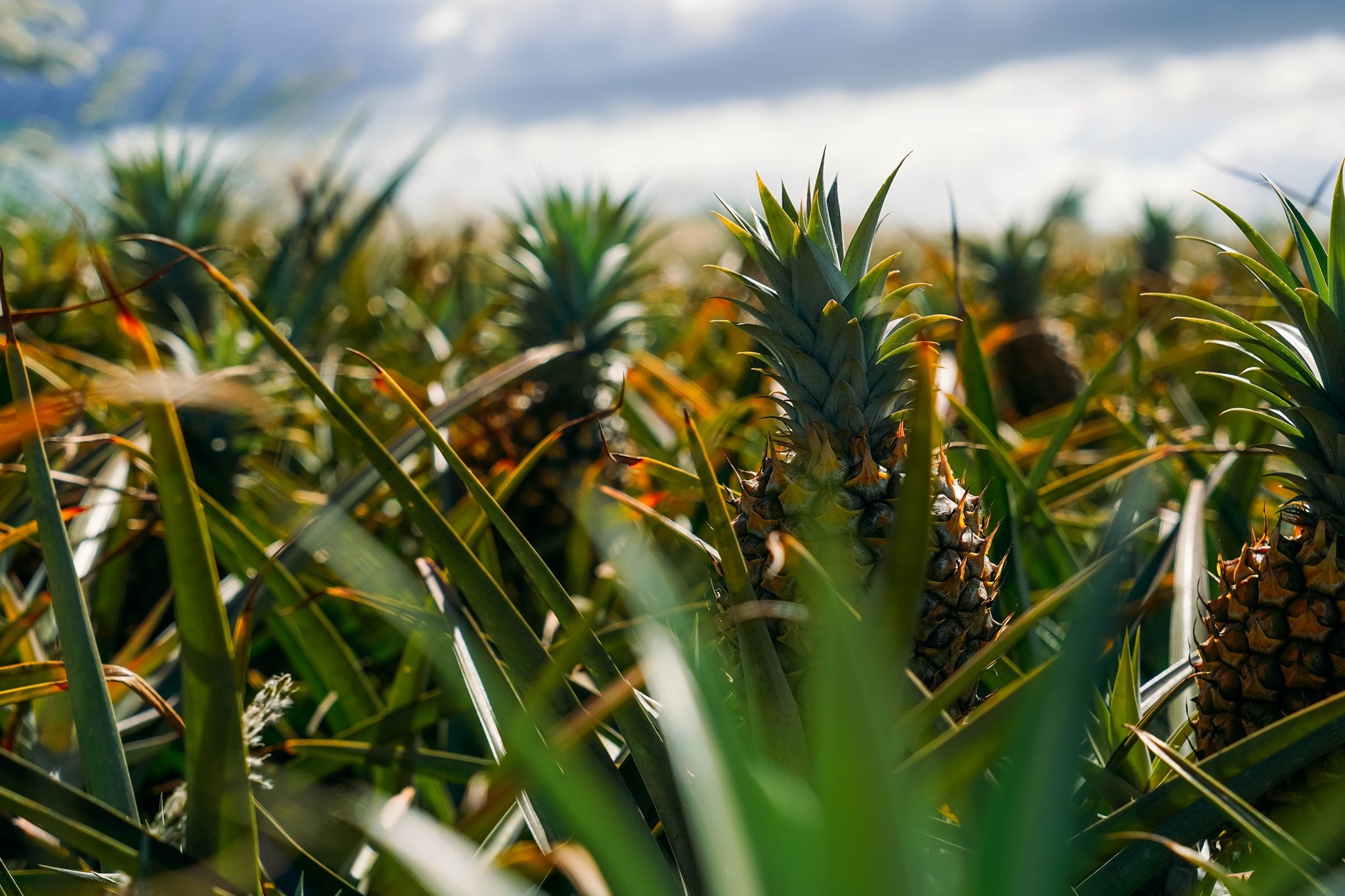 Pineapples lined up in a row, growing in the field